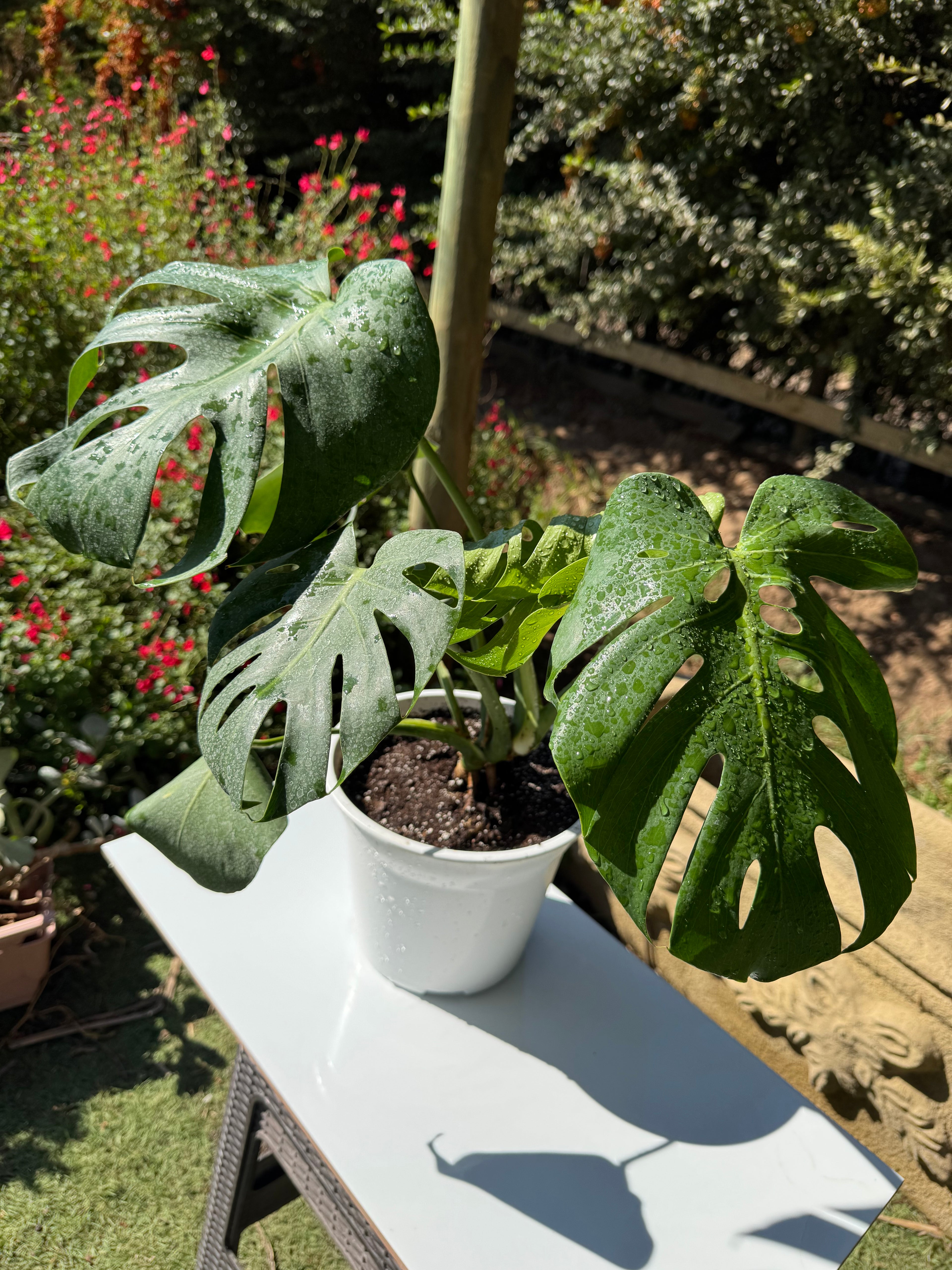 Monstera deliciosa S