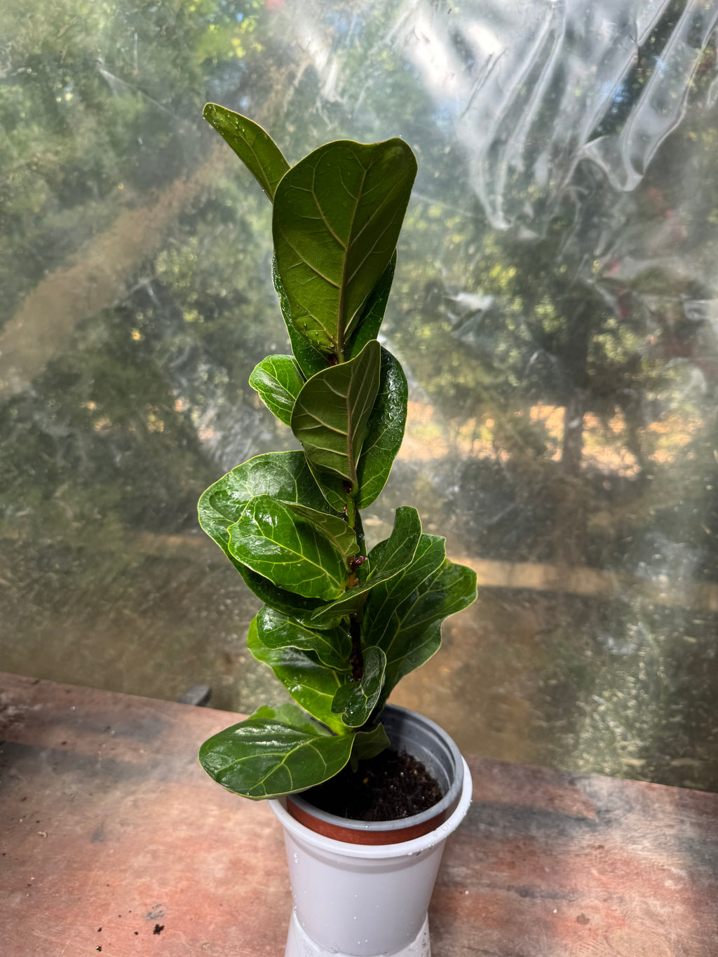Ficus Lyrata Bambino