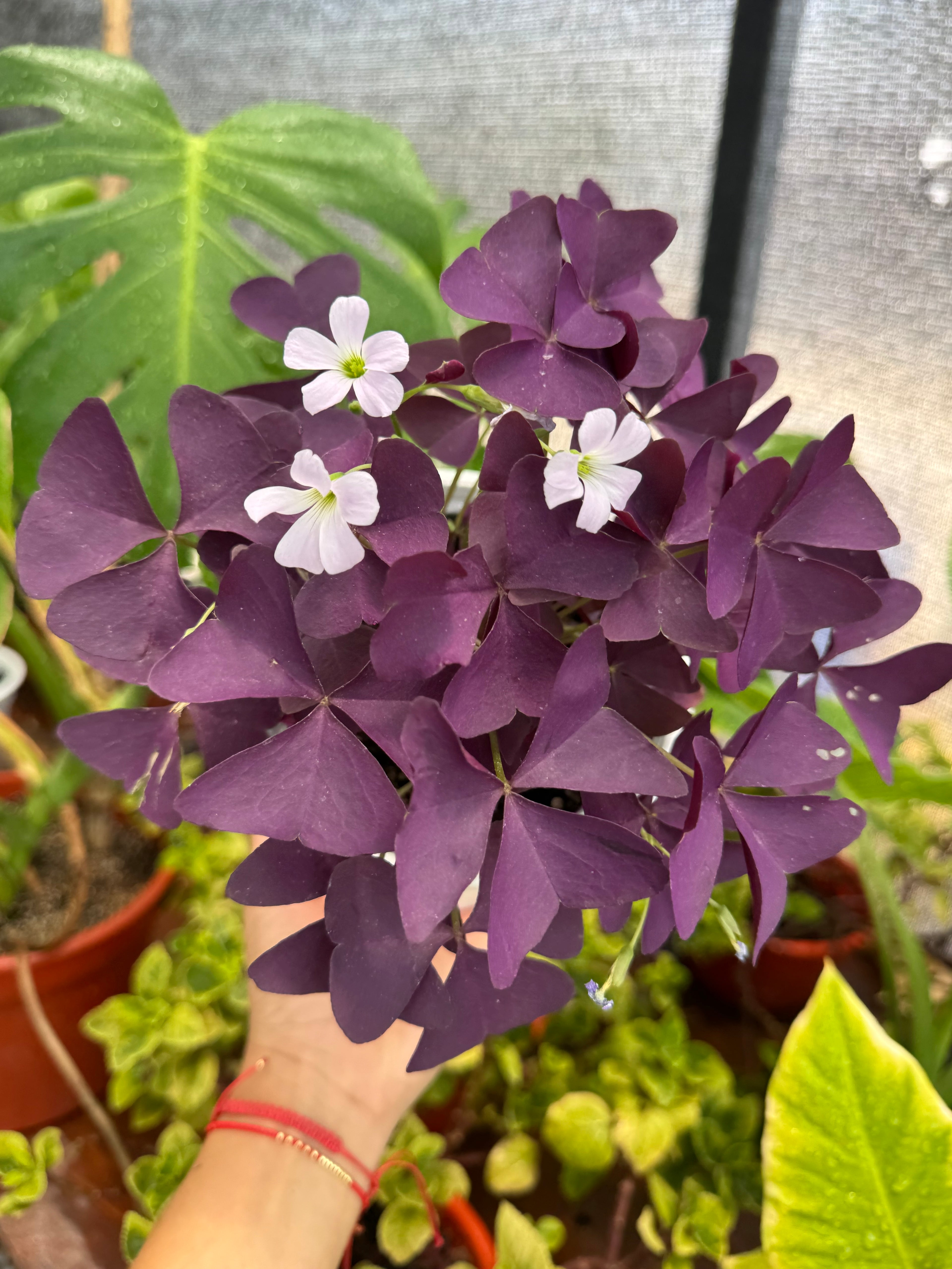 Oxalis