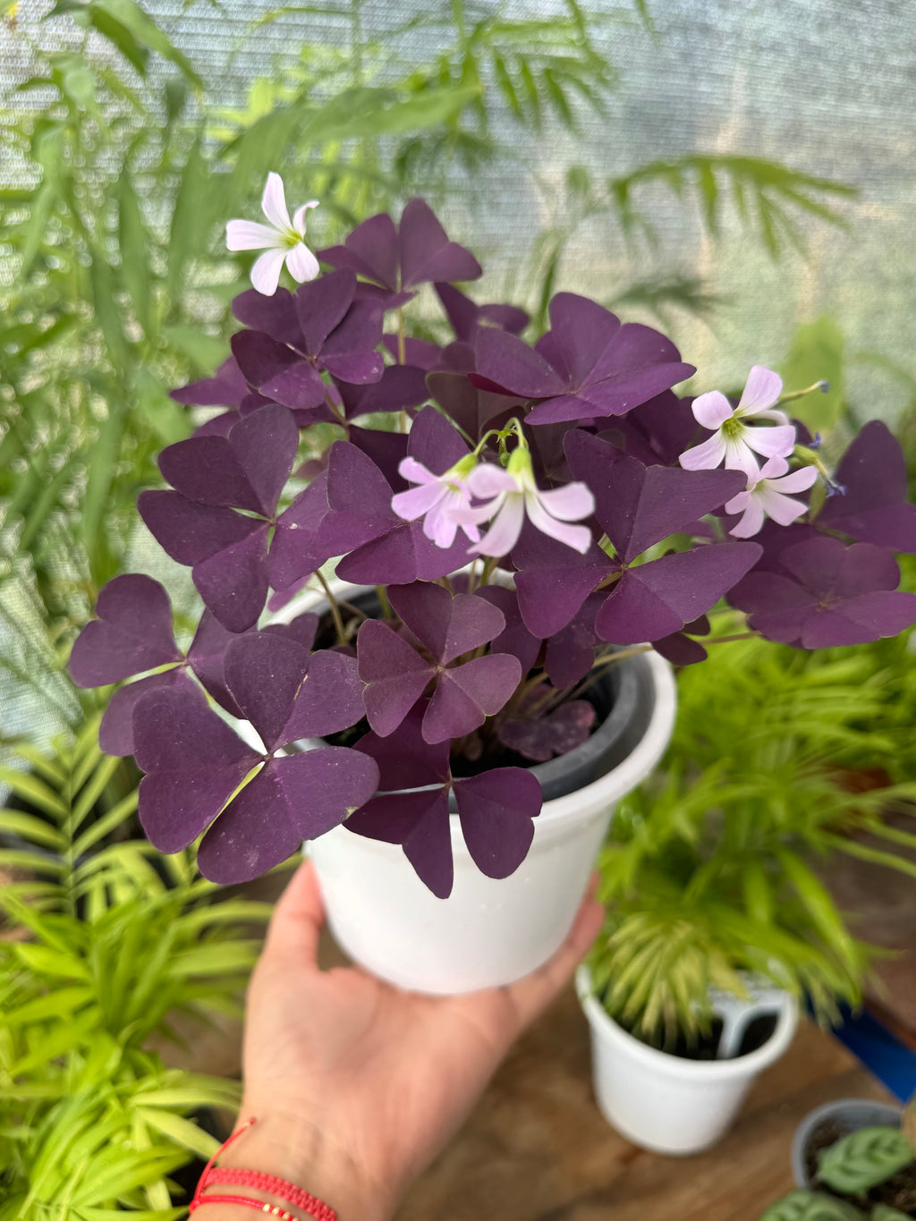 Oxalis