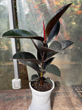 Gomero Burgundy