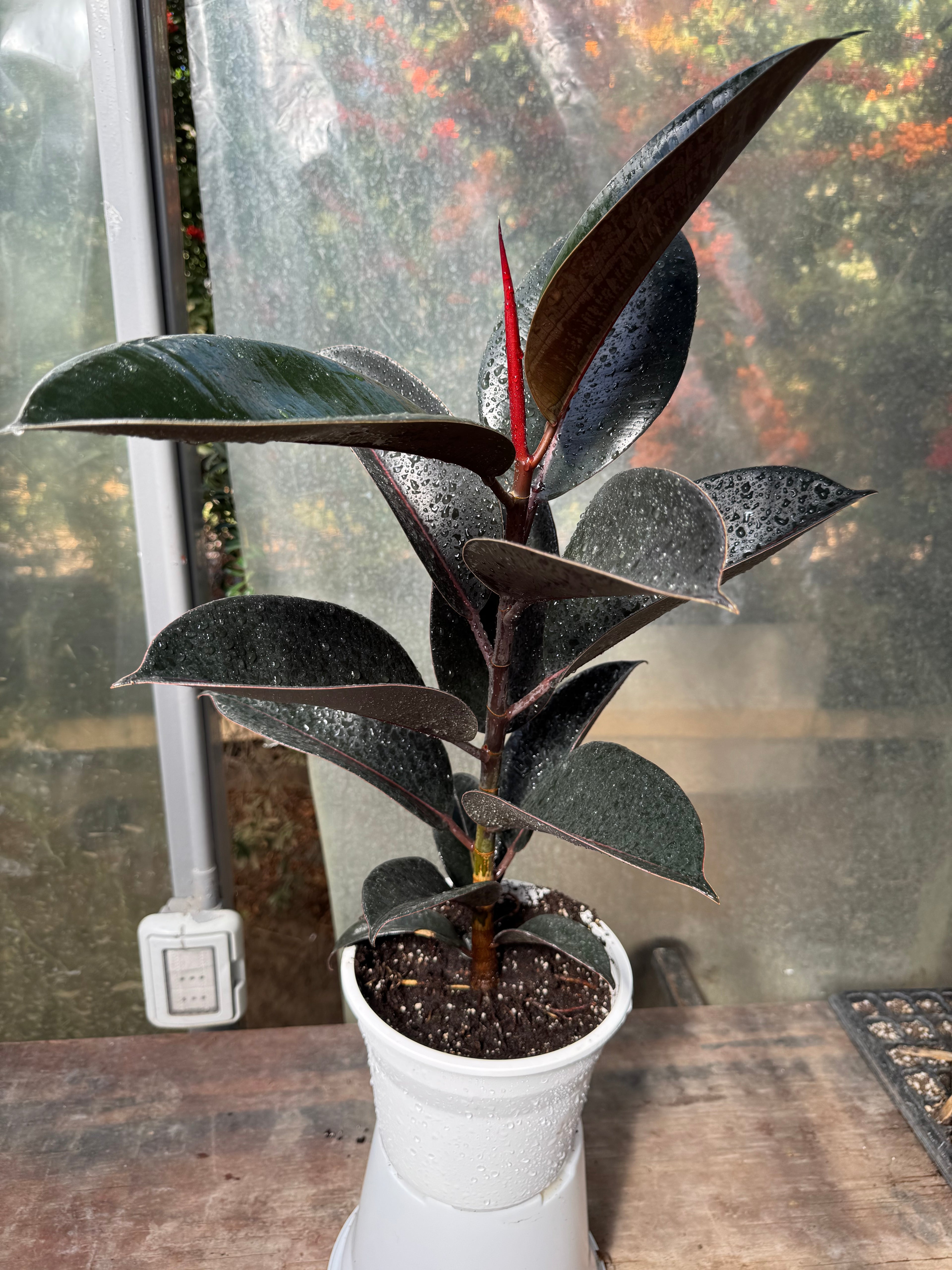 Gomero Burgundy