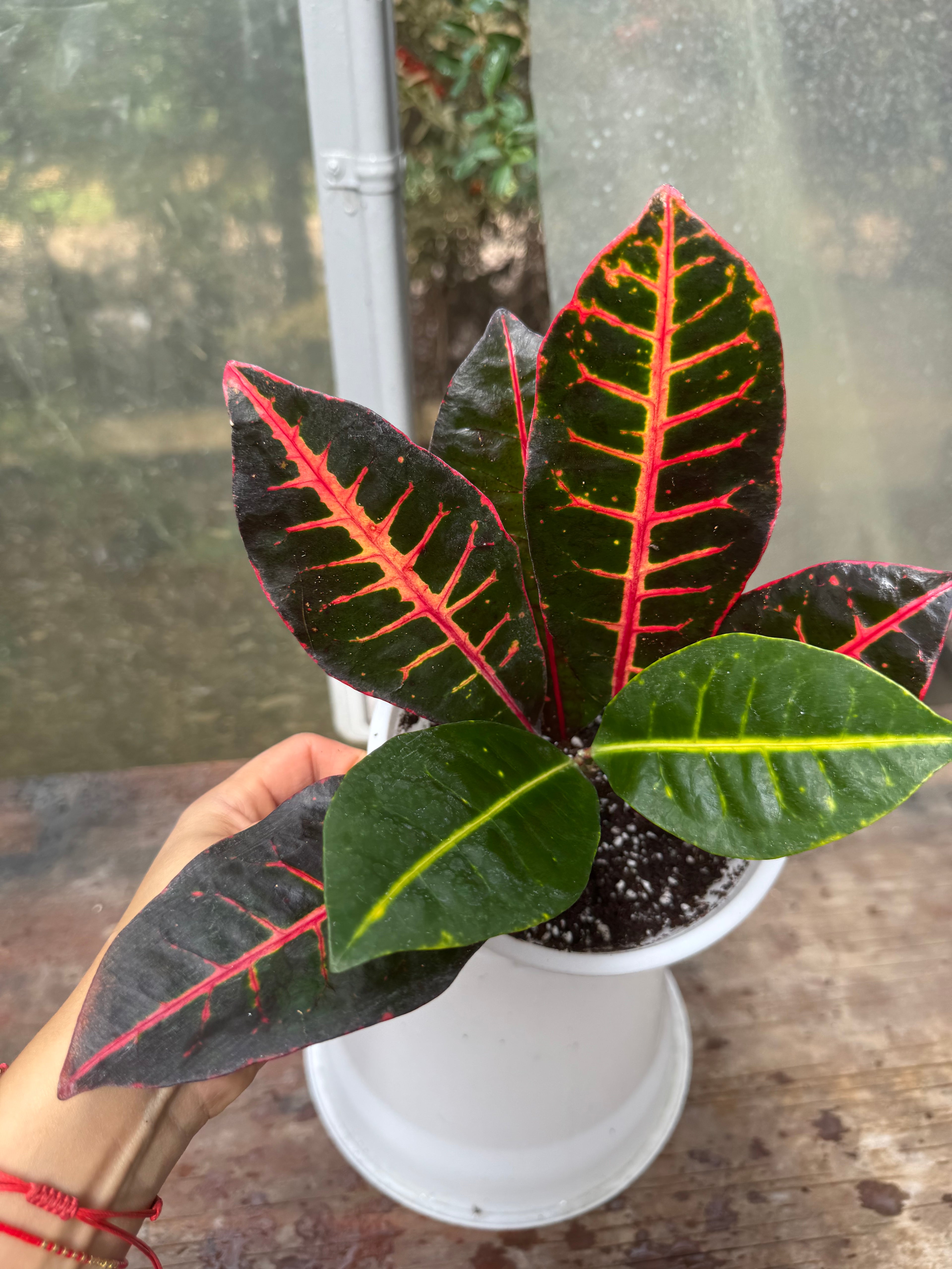 Croton