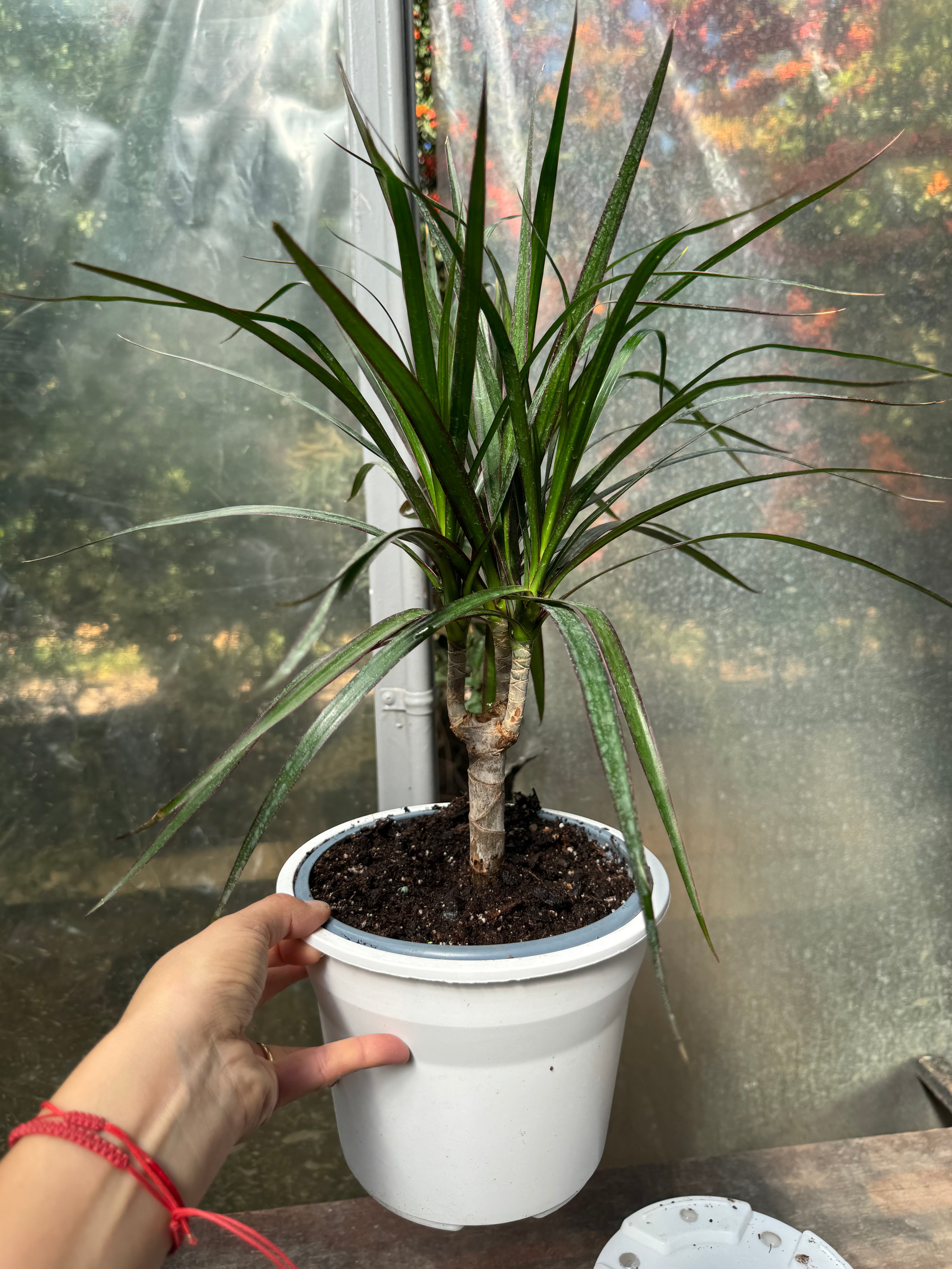 Dracena Marginata