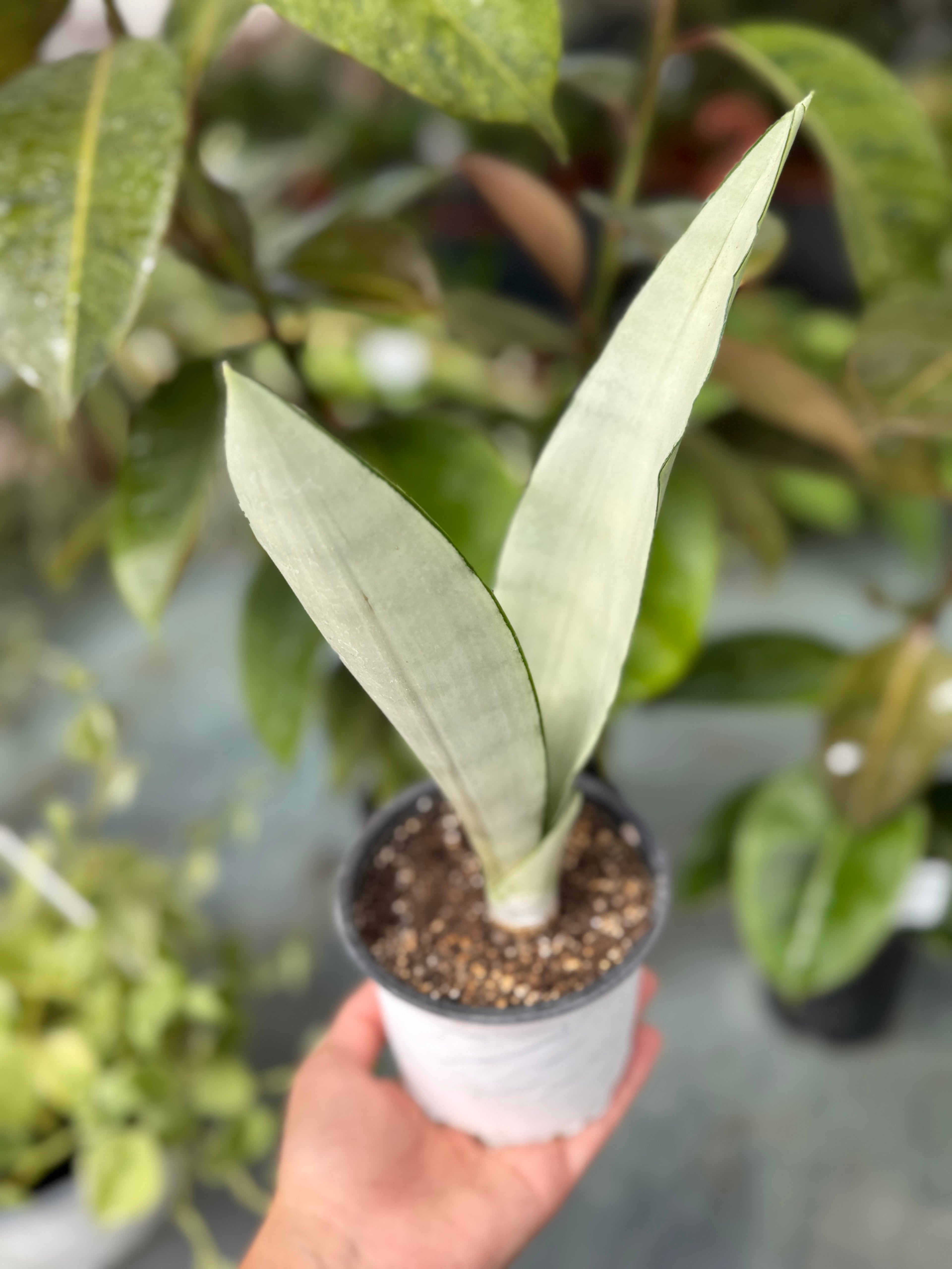 Sansevieria Moonshine pequeña