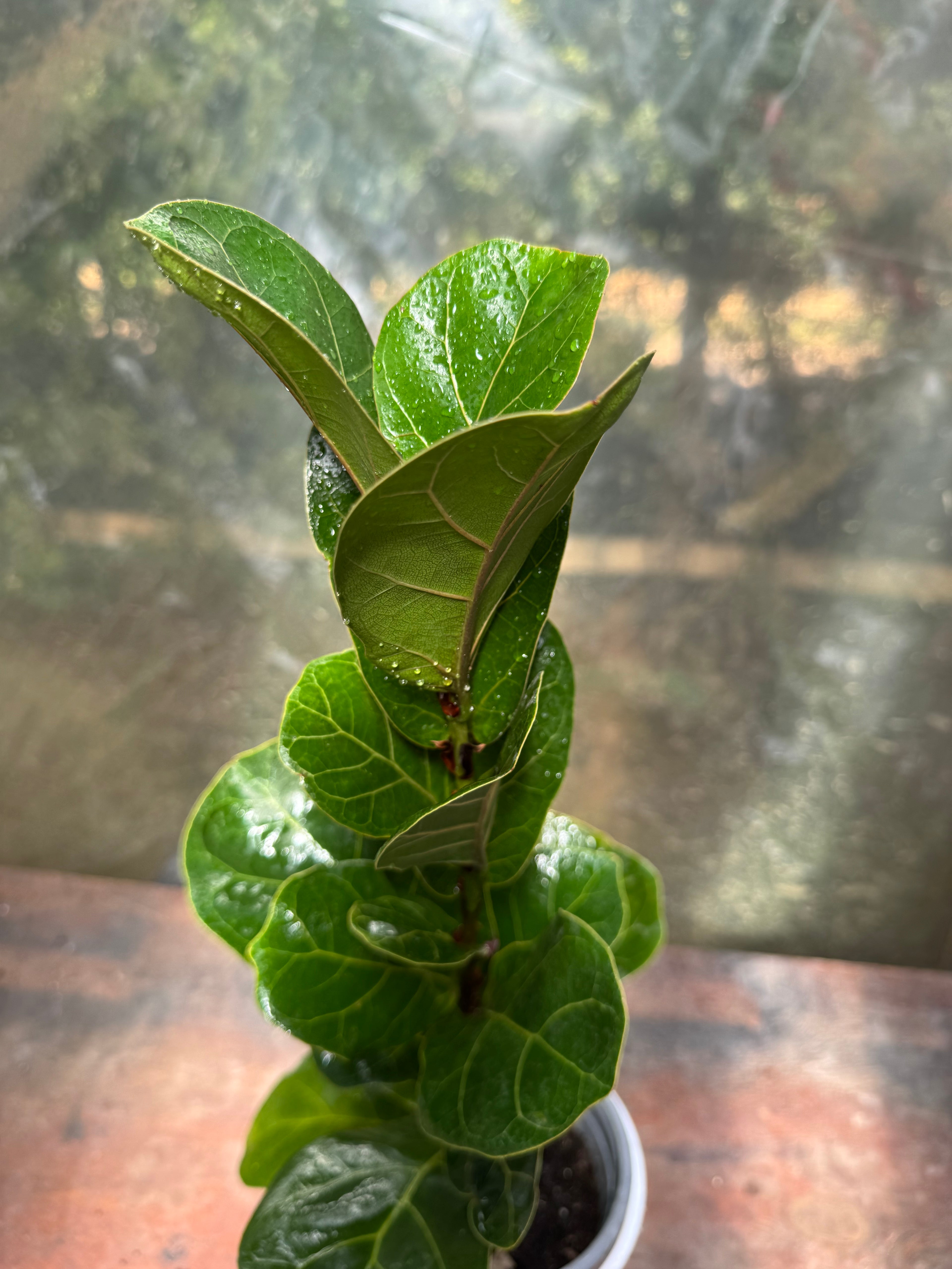 Ficus Lyrata Bambino