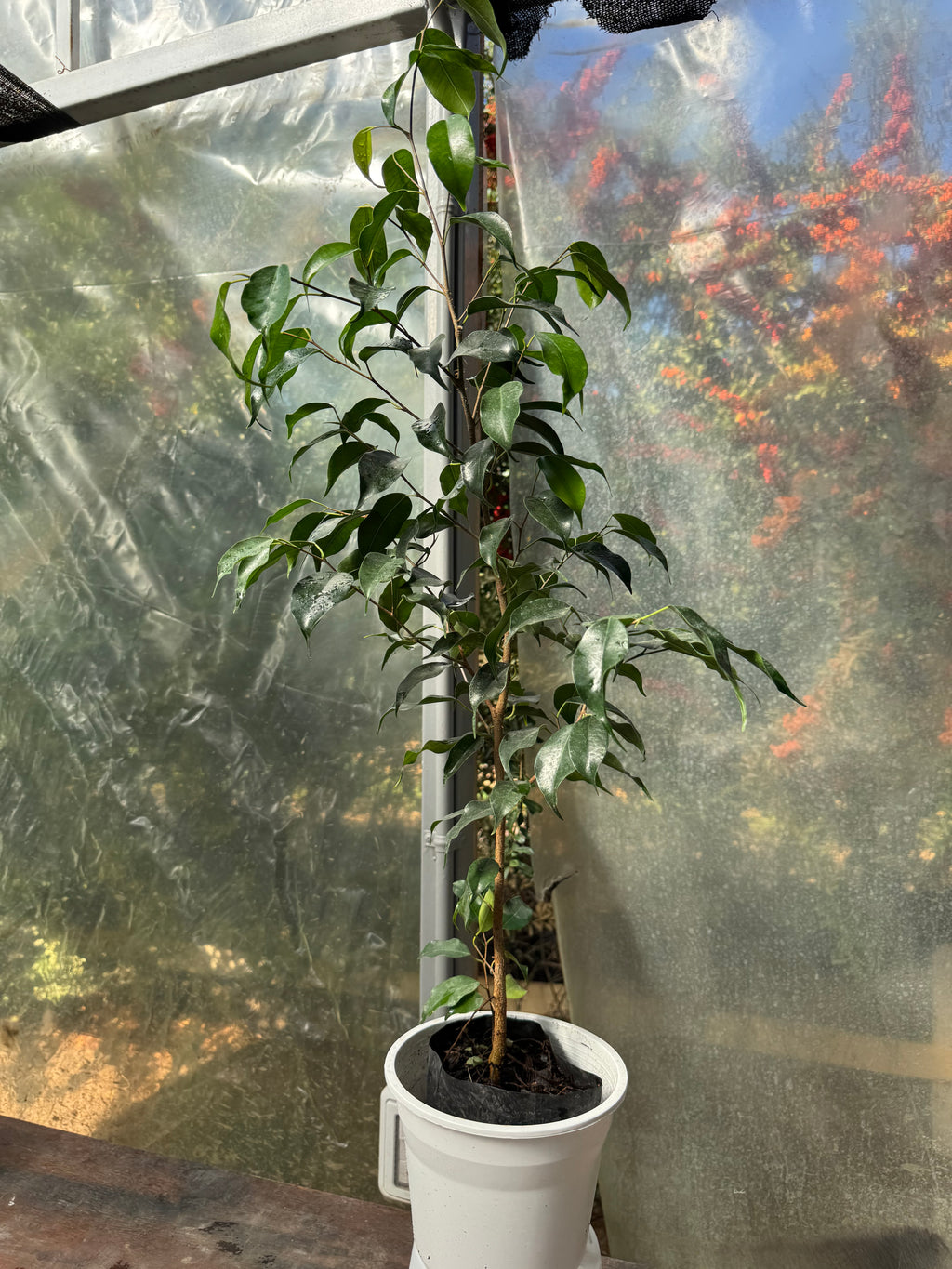 Ficus Benjamina