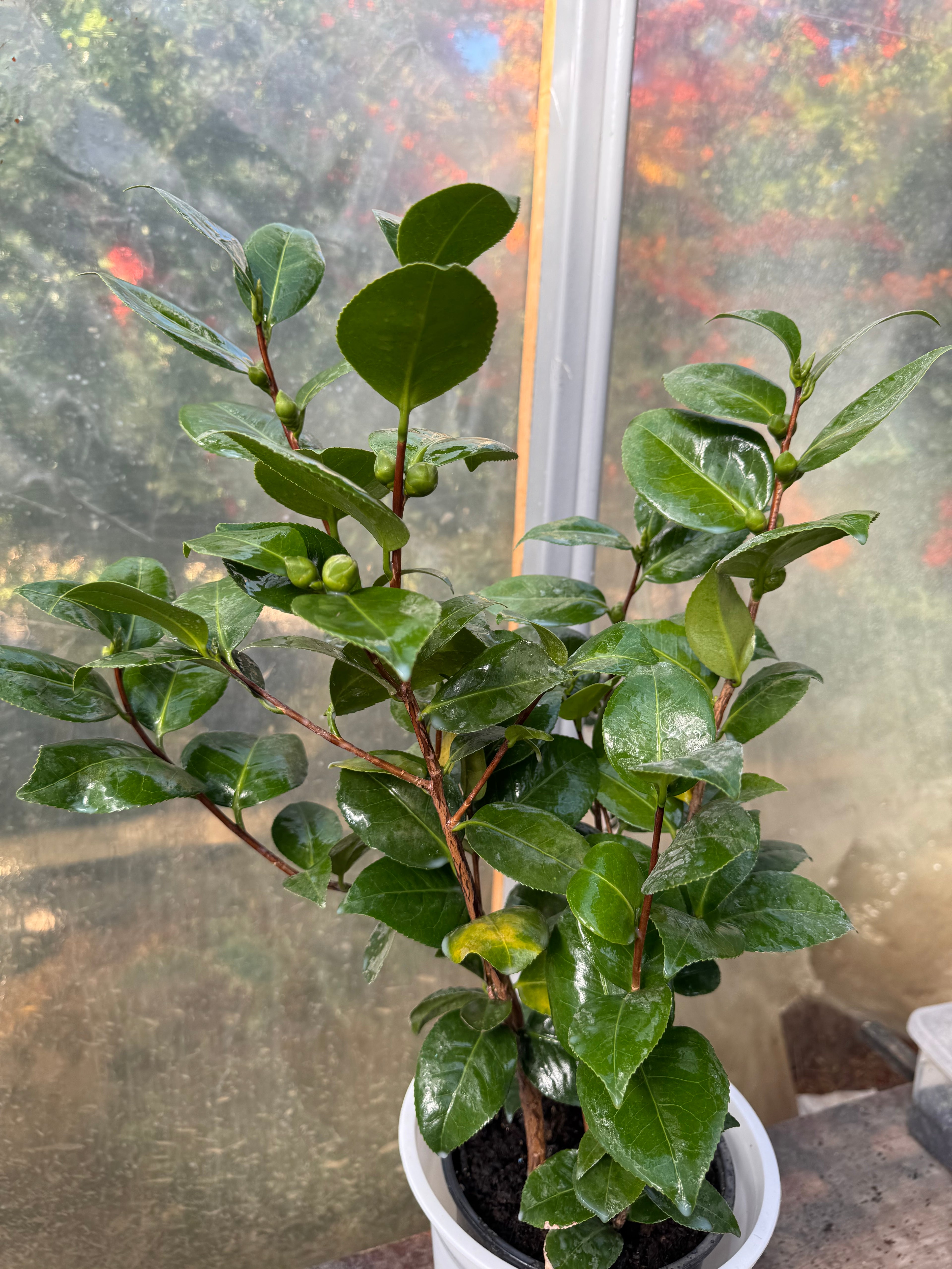 Camelia