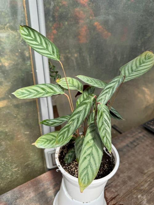 Calathea Setosa