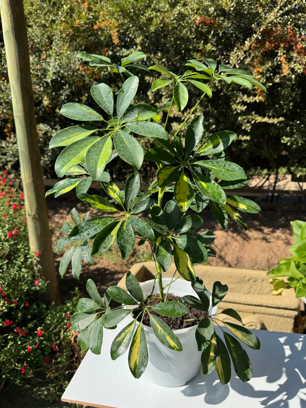 Schefflera Sol