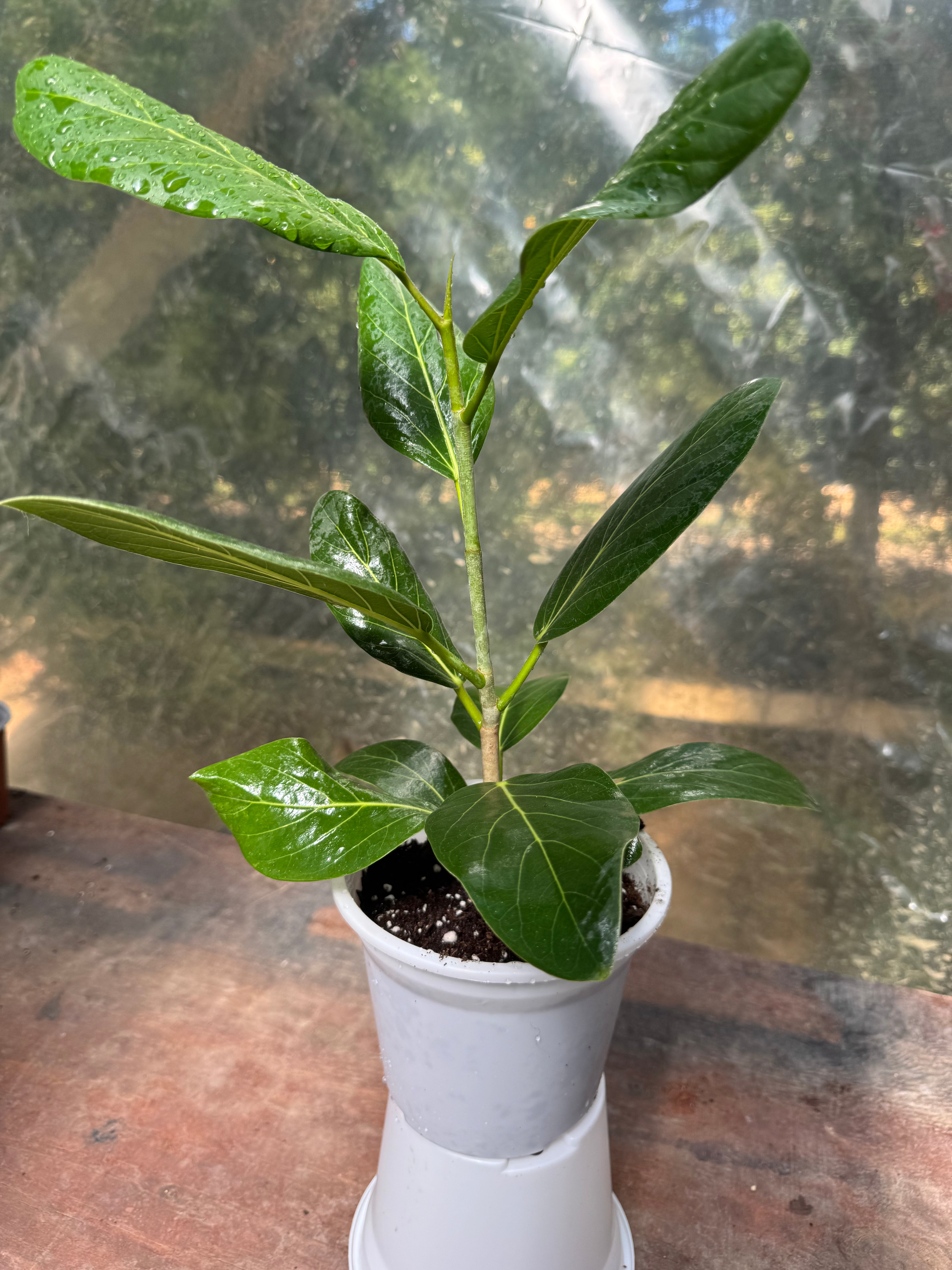 Gomero Audrey
