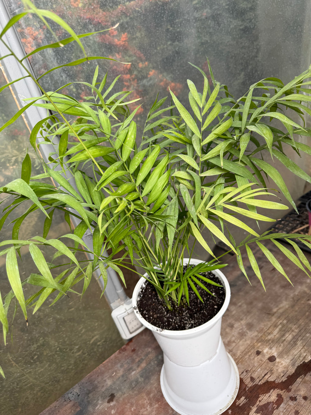 Chamadorea Elegans L