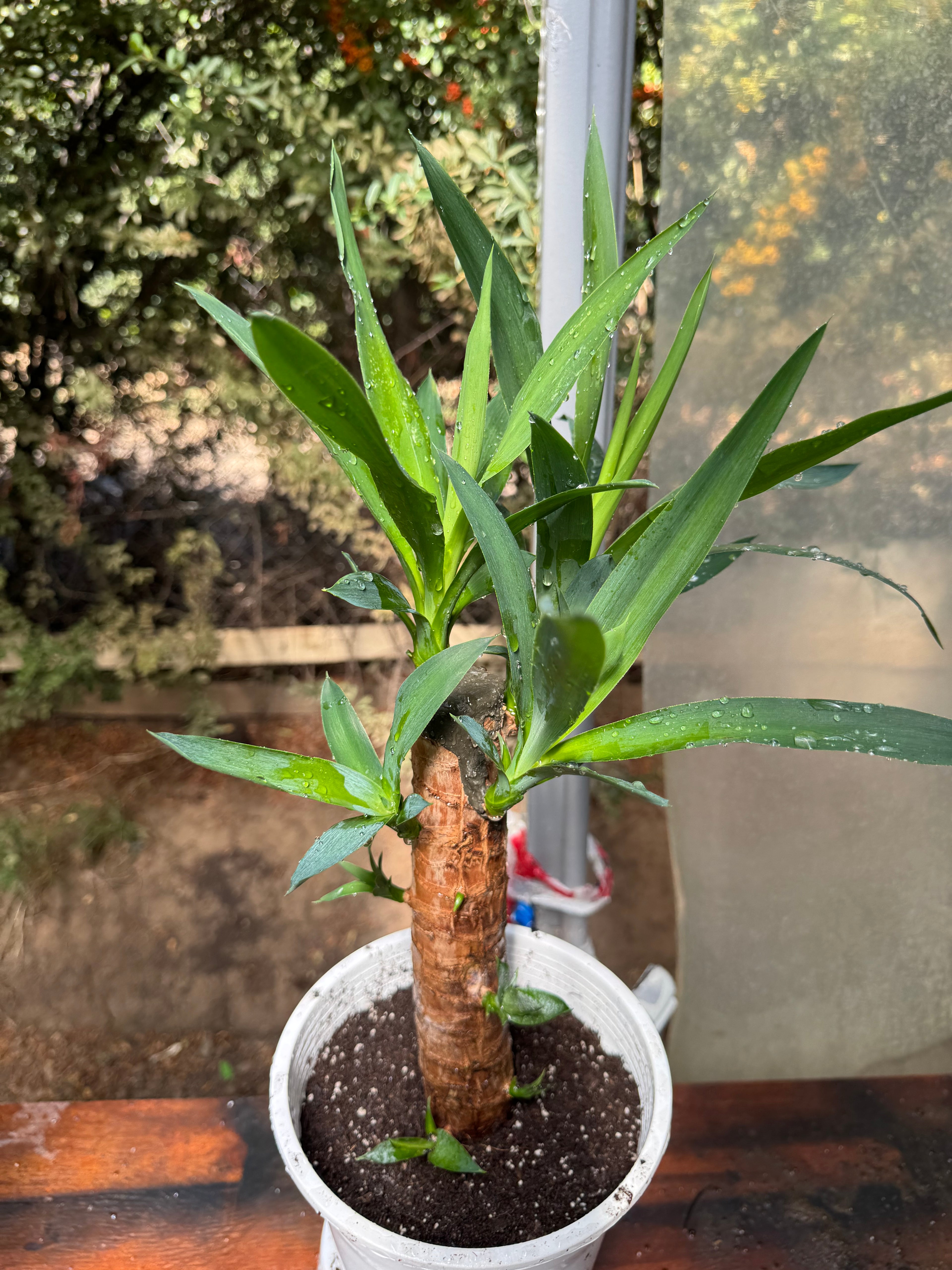 Yucca M