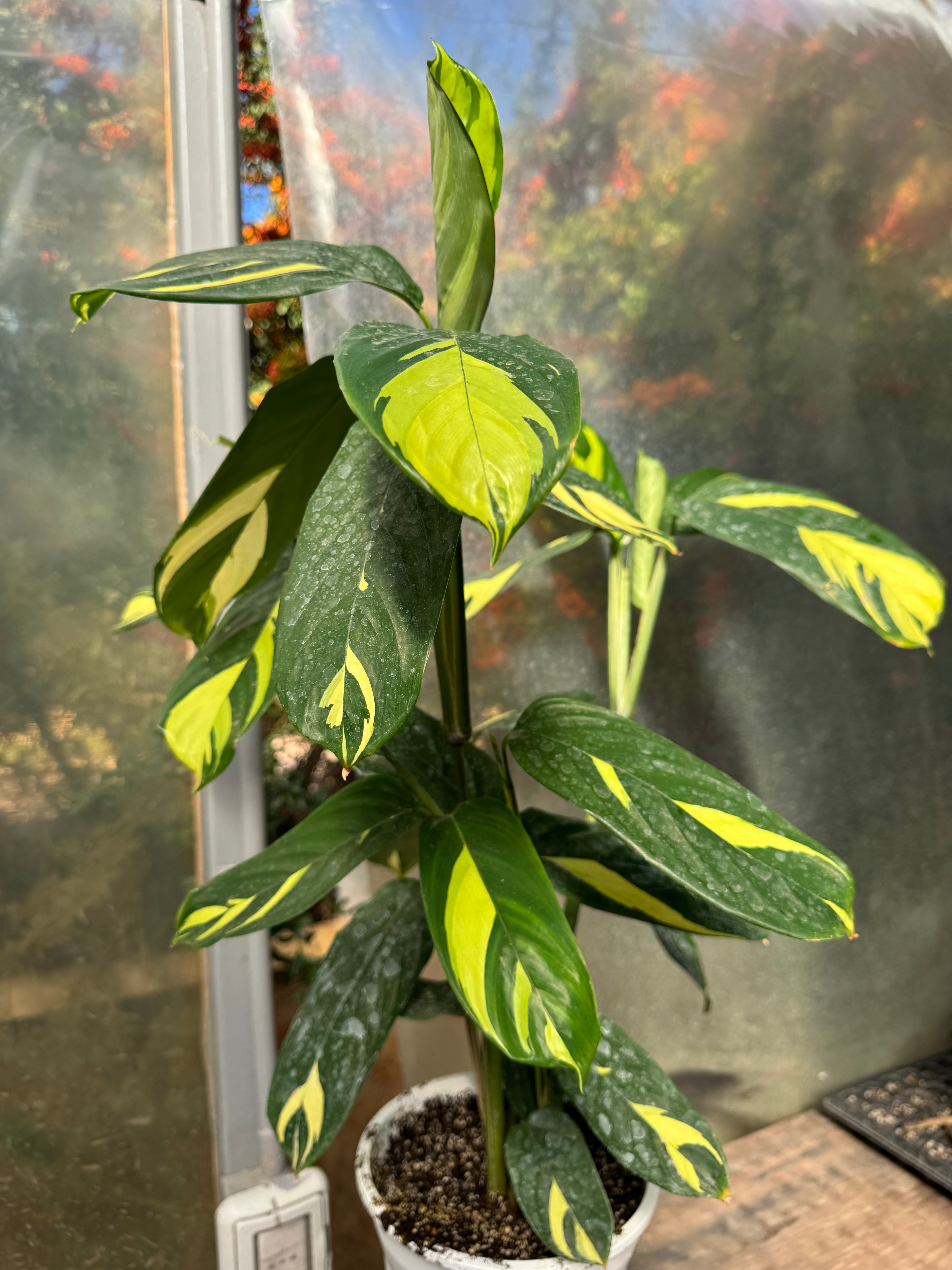 Calathea Lubersianna