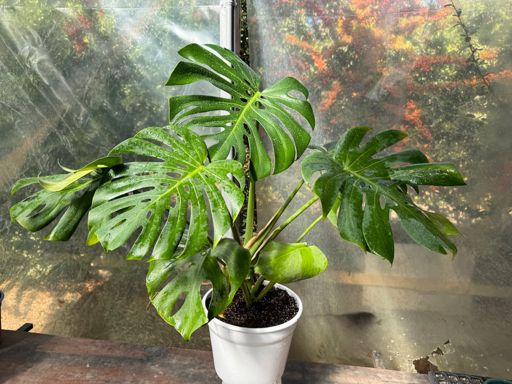 Monstera Deliciosa XL