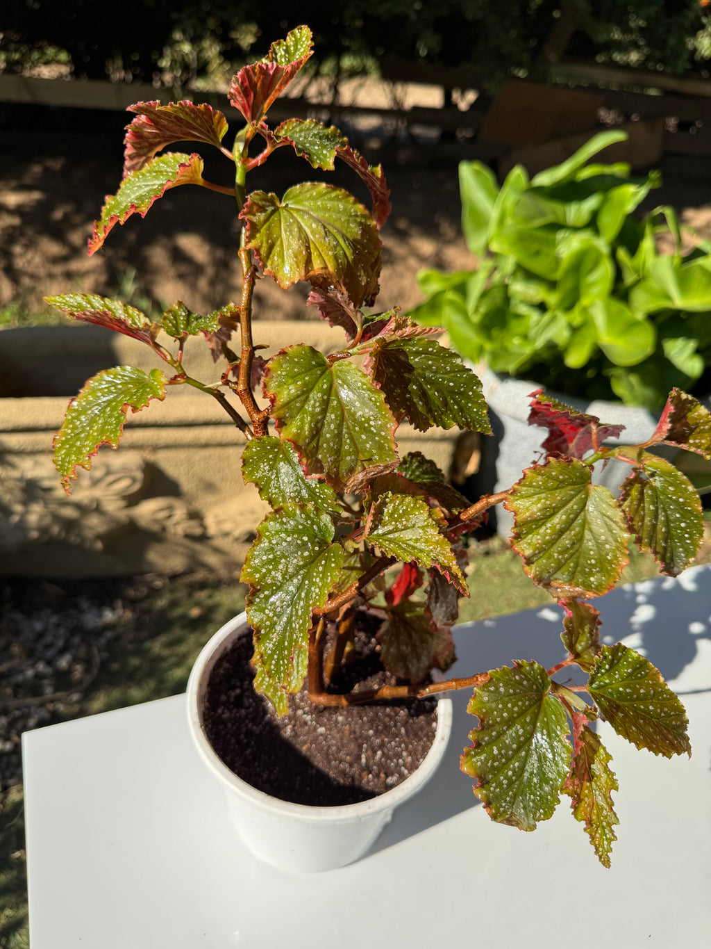 Begonia Alita de Ángel