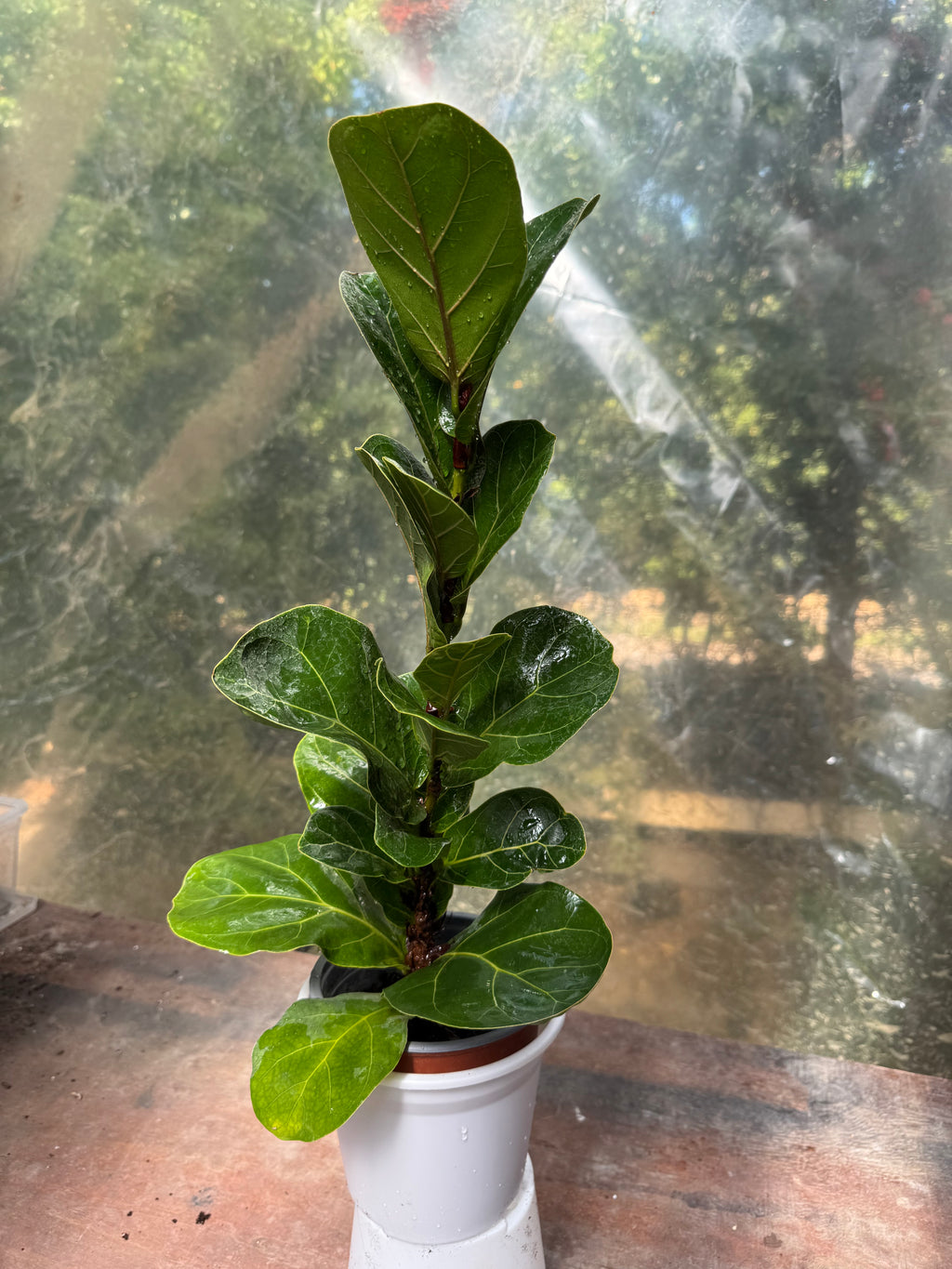Ficus Lyrata Bambino
