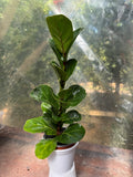 Ficus Lyrata Bambino