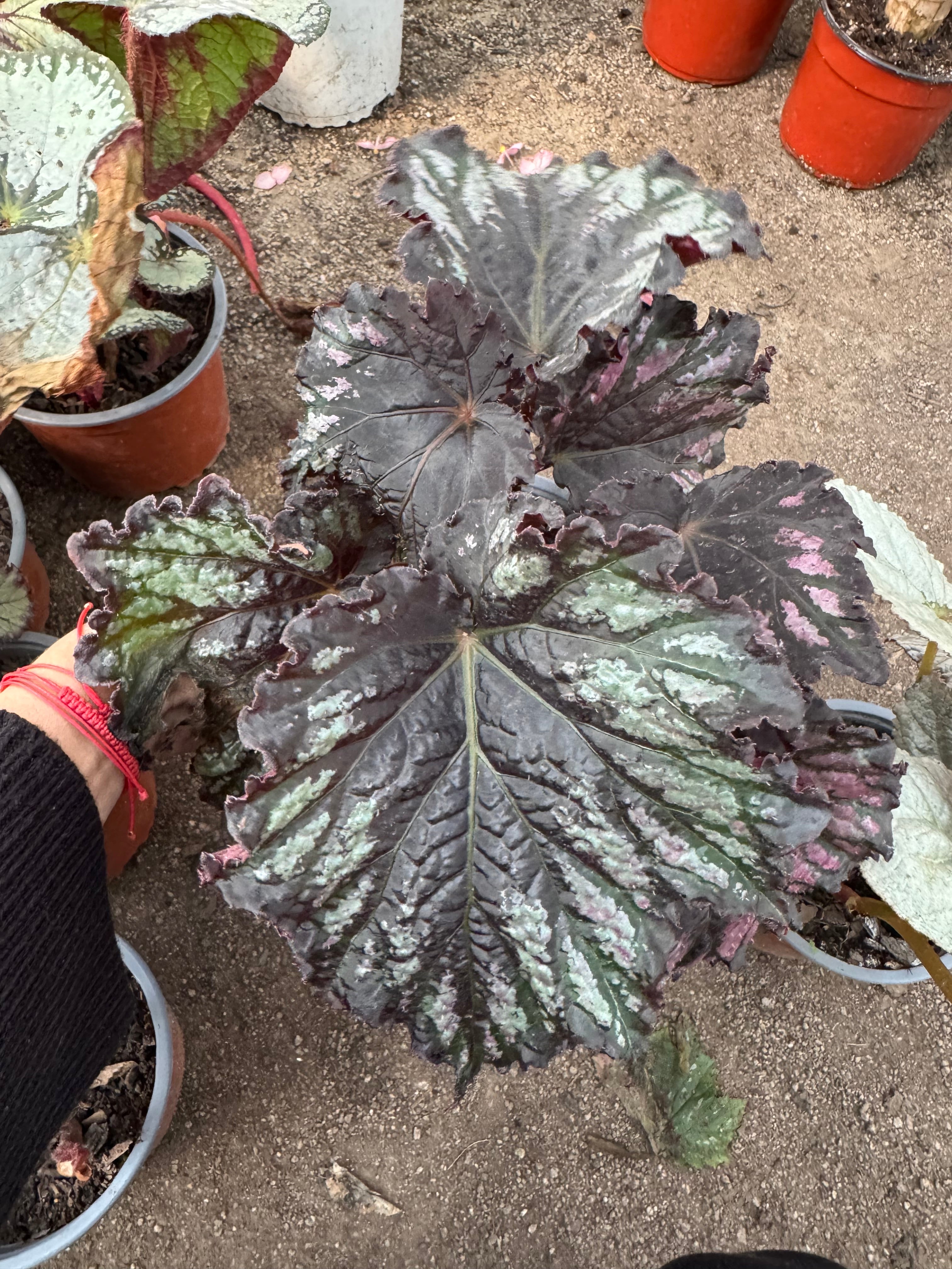 Begonia variedades