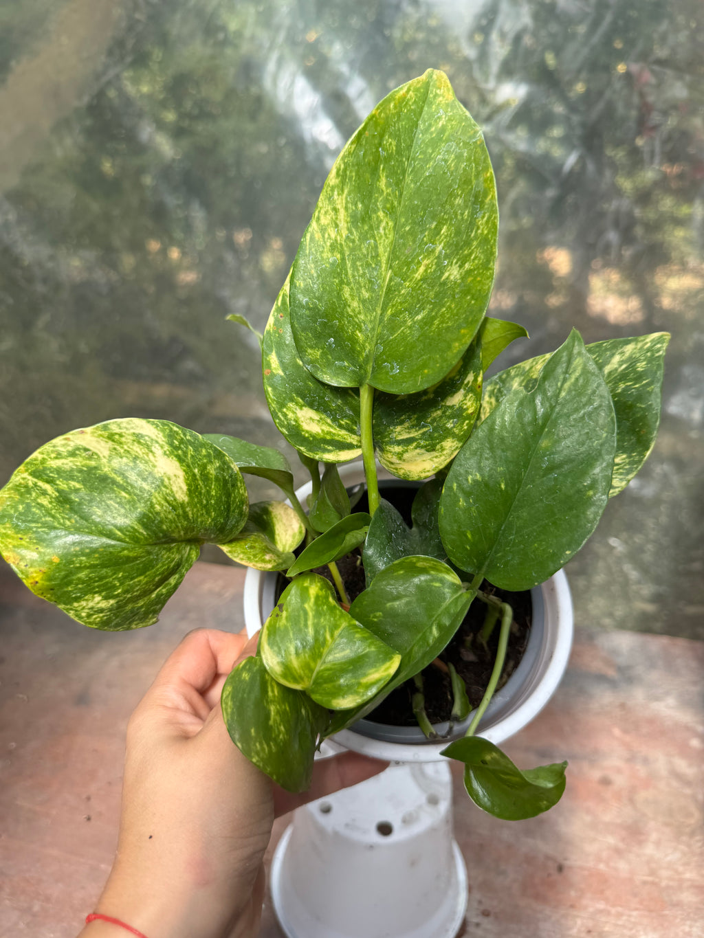 Pothus Golden