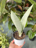 Sansevieria Moonshine pequeña