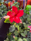 Hibisco