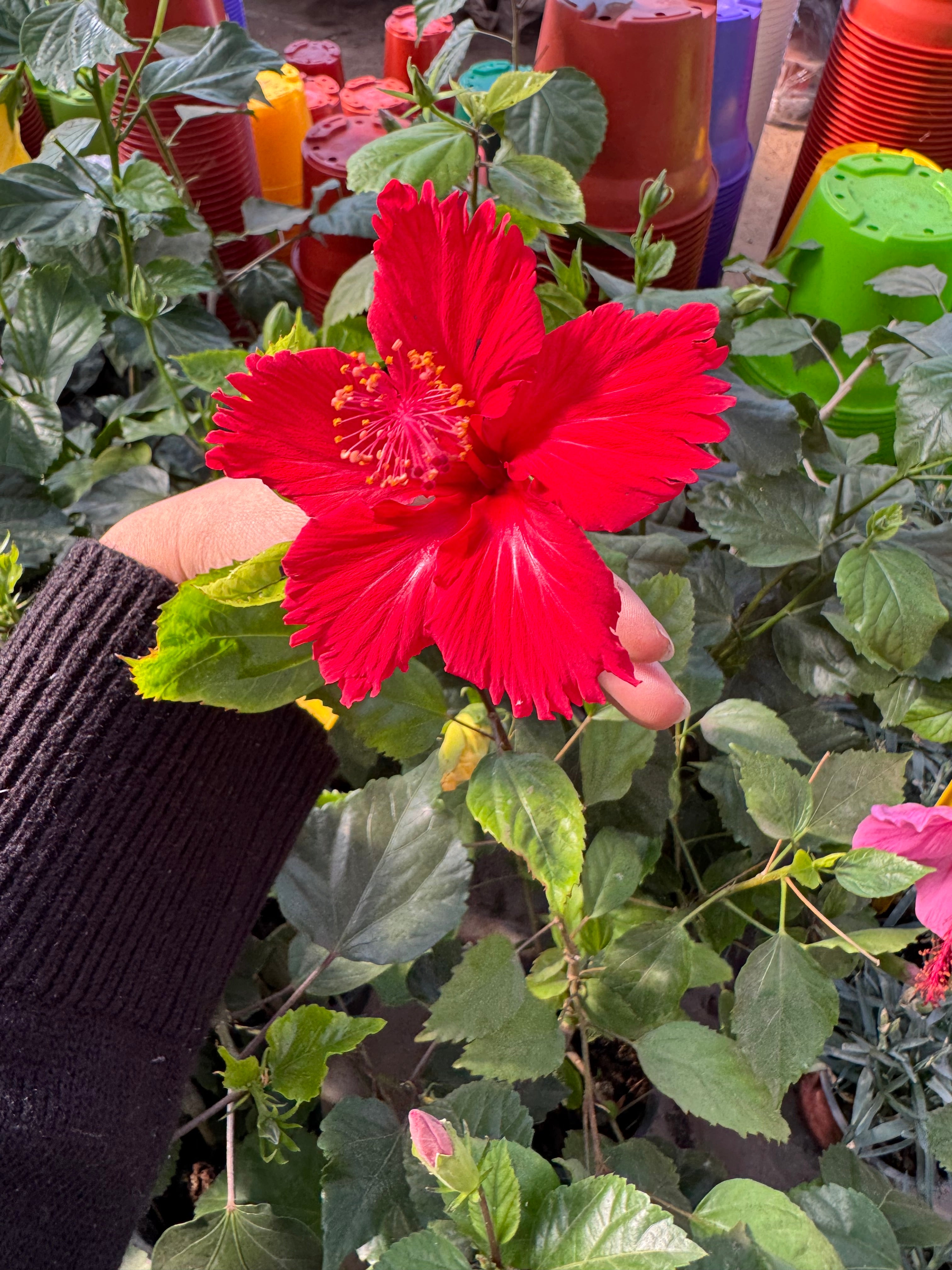 Hibisco