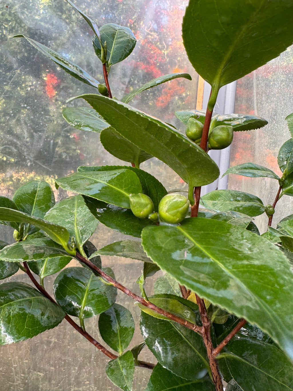 Camelia