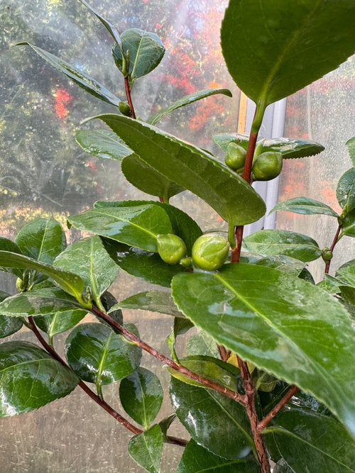 Camelia