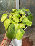 Cordatum Brasil L