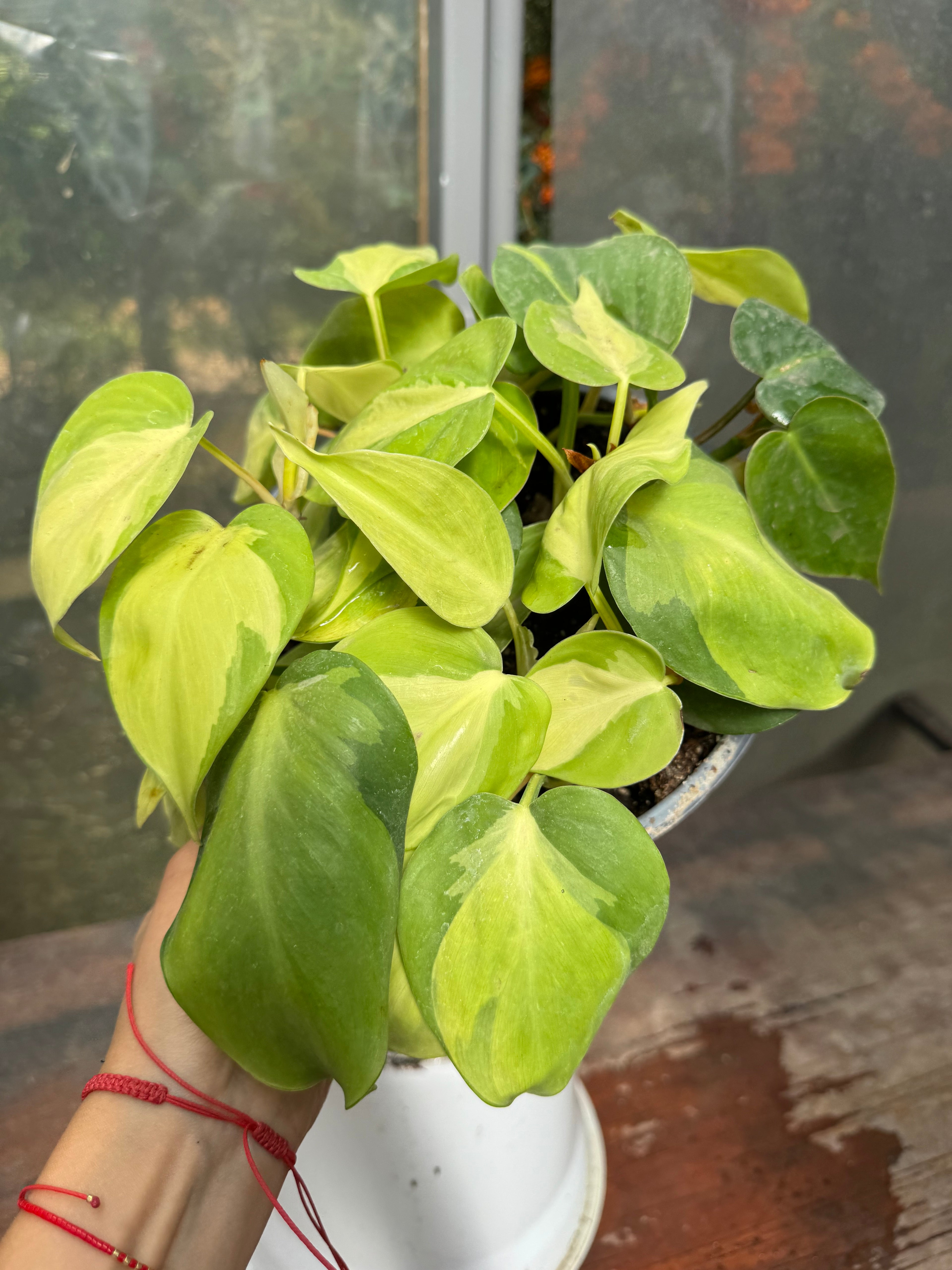 Cordatum Brasil L