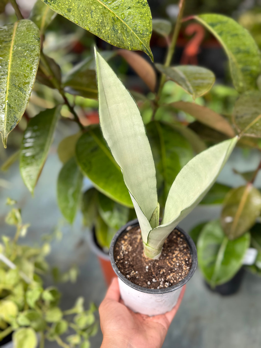 Sansevieria Moonshine pequeña