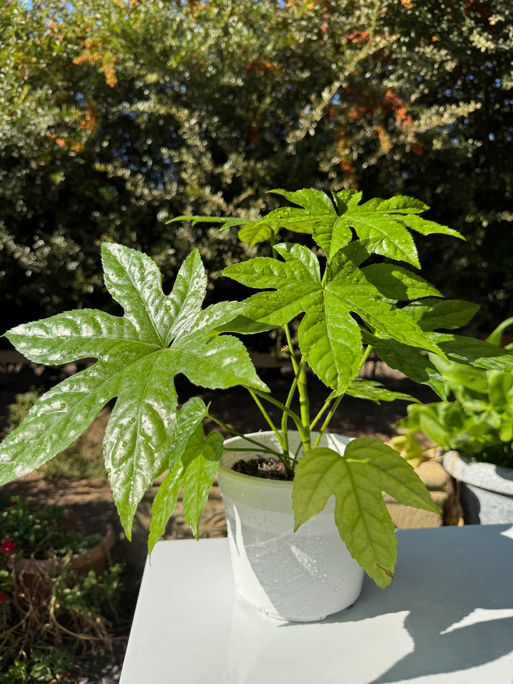 Aralia Japonica doble
