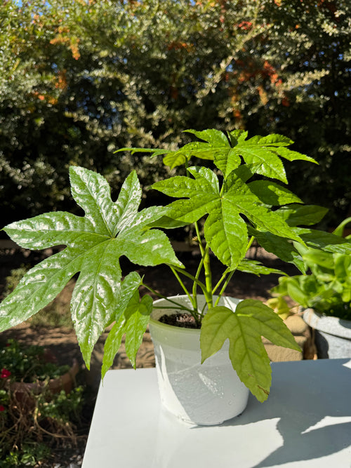 Aralia Japonica