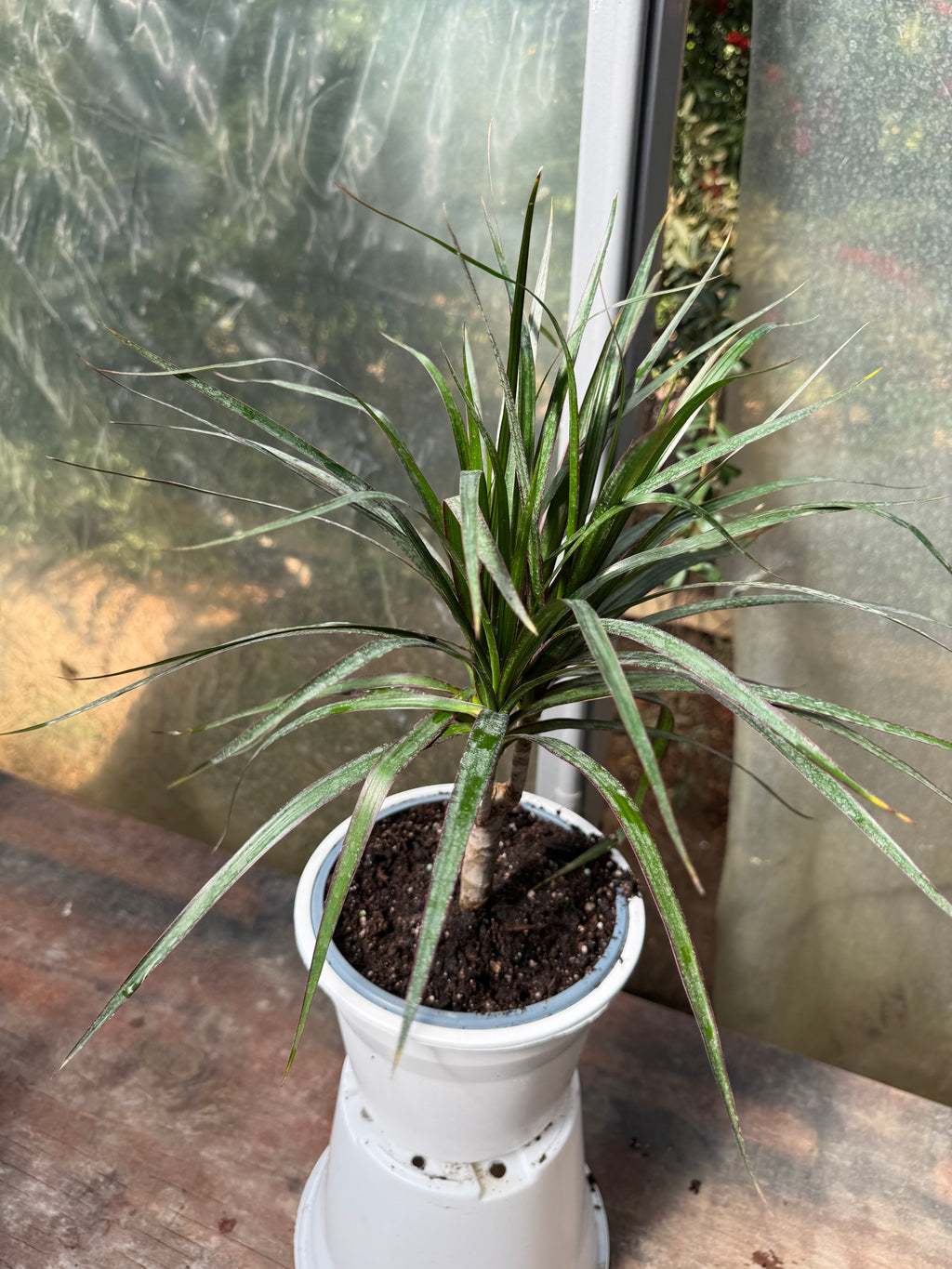 Dracena Marginata