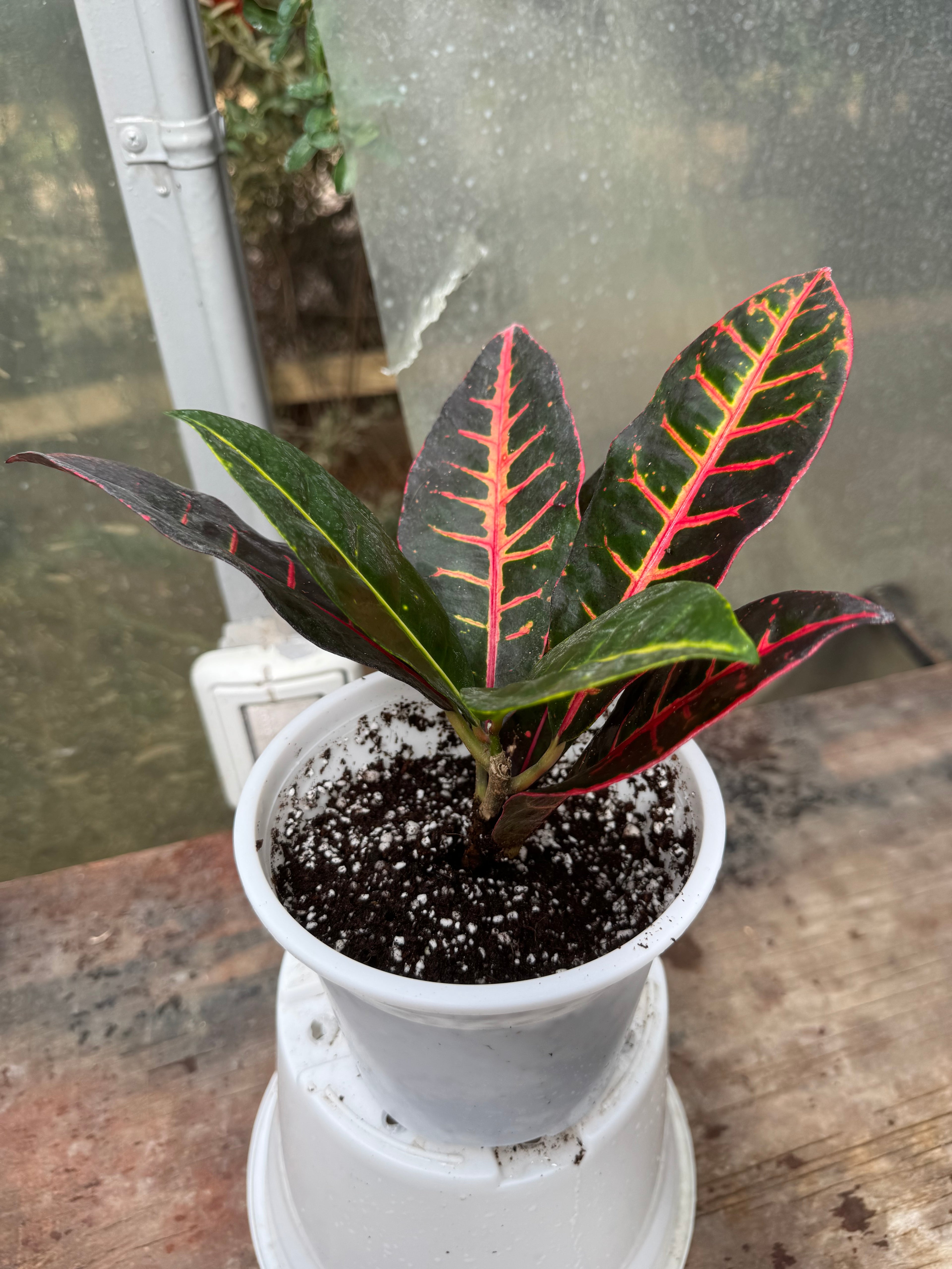 Croton