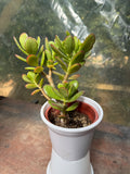 Jade