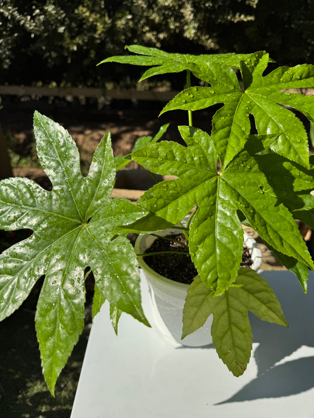 Aralia Japonica doble