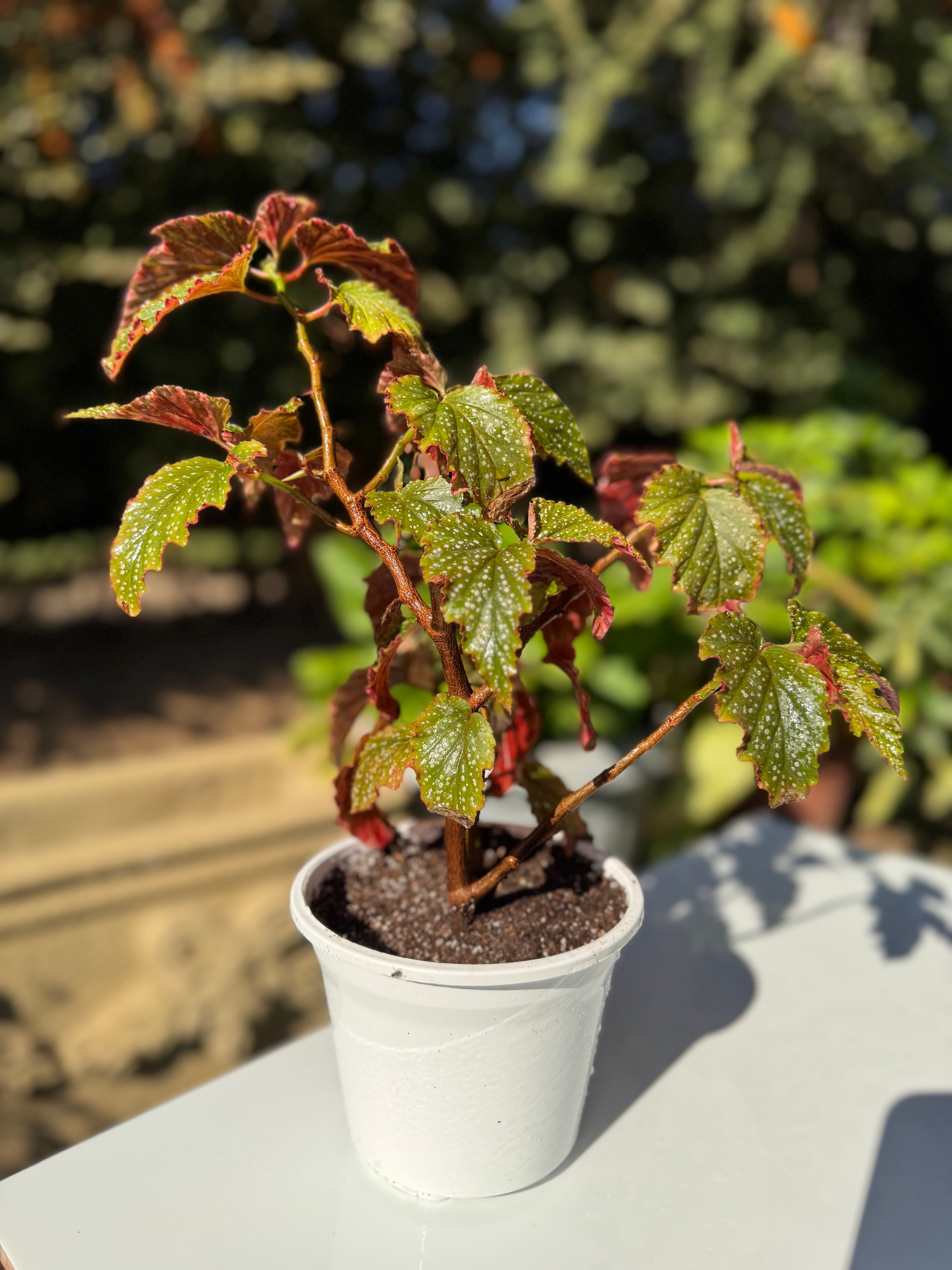 Begonia Alita de Ángel