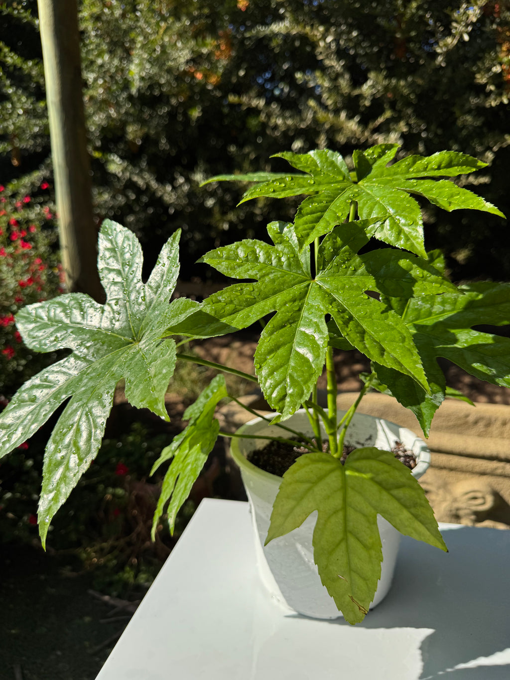 Aralia Japonica doble
