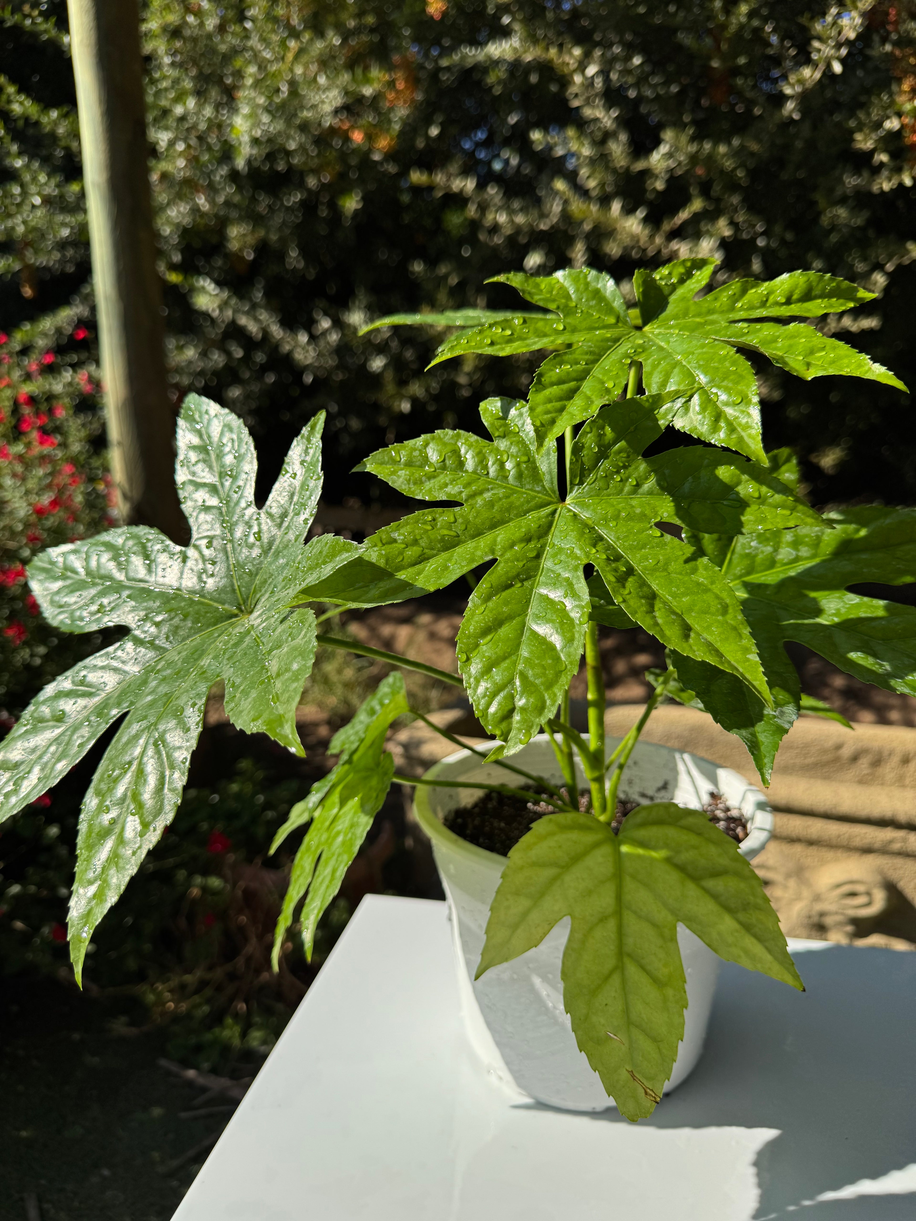 Aralia Japonica doble
