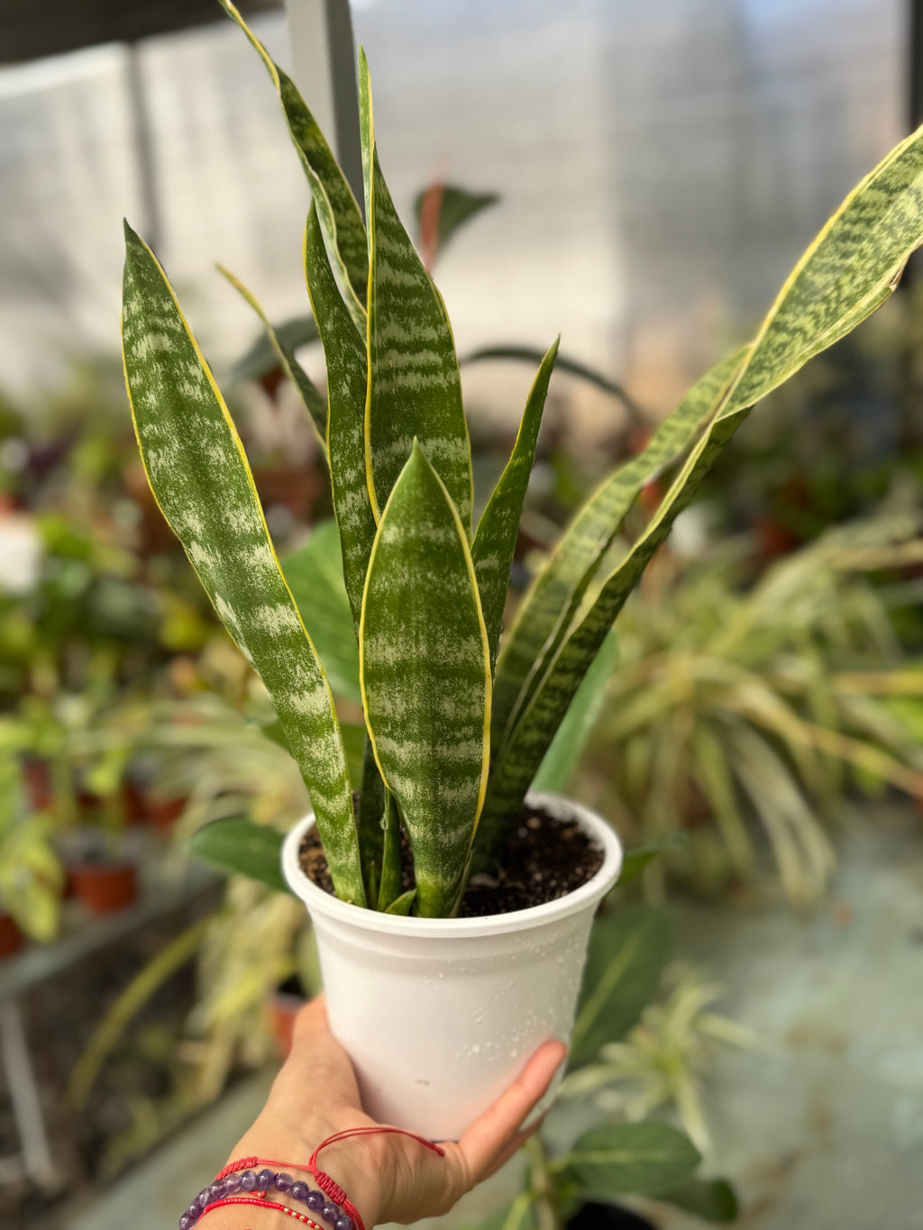 Sansevieria Laurentii