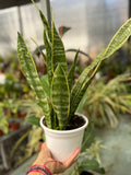 Sansevieria Laurentii