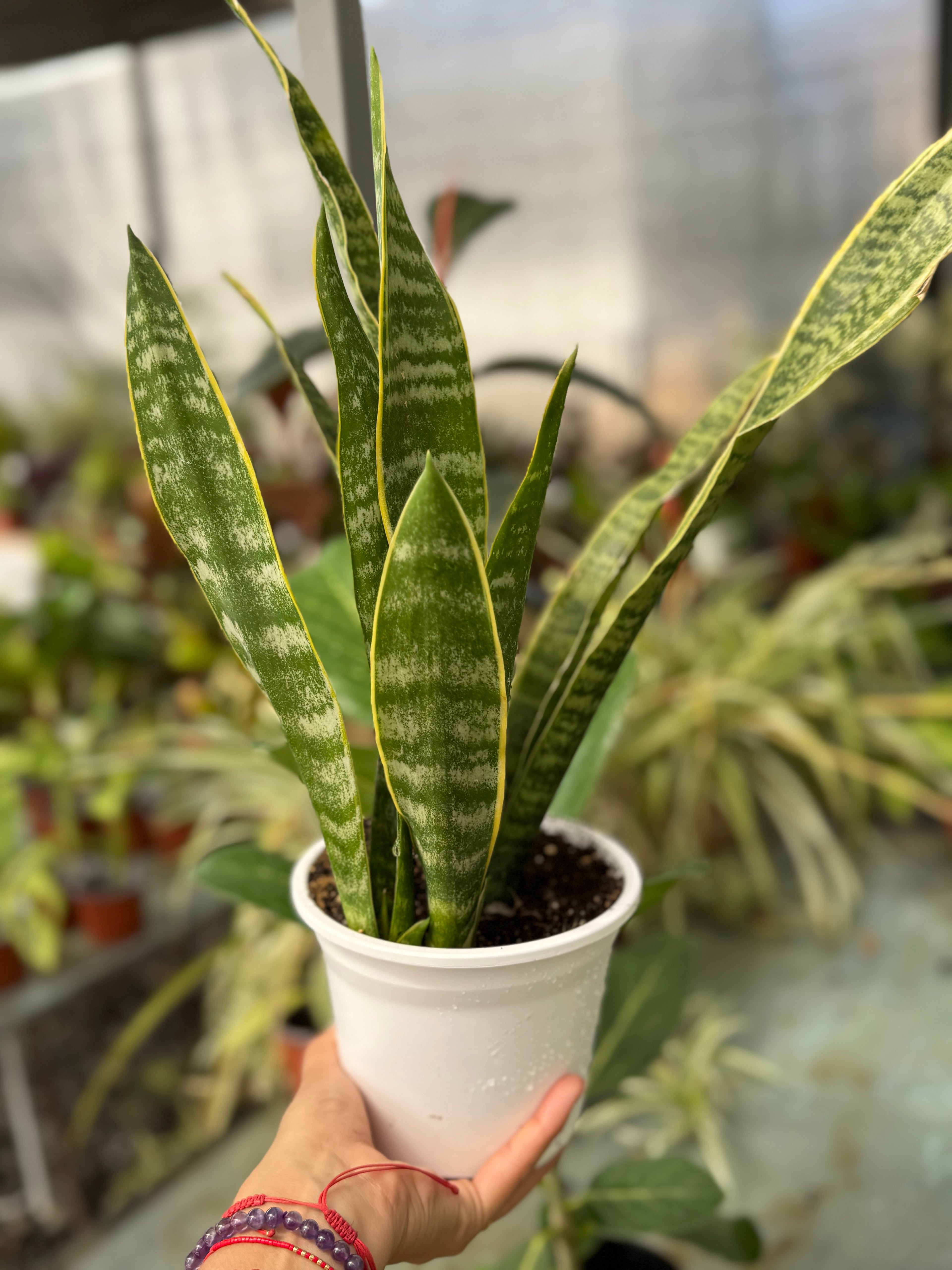 Sansevieria Laurentii