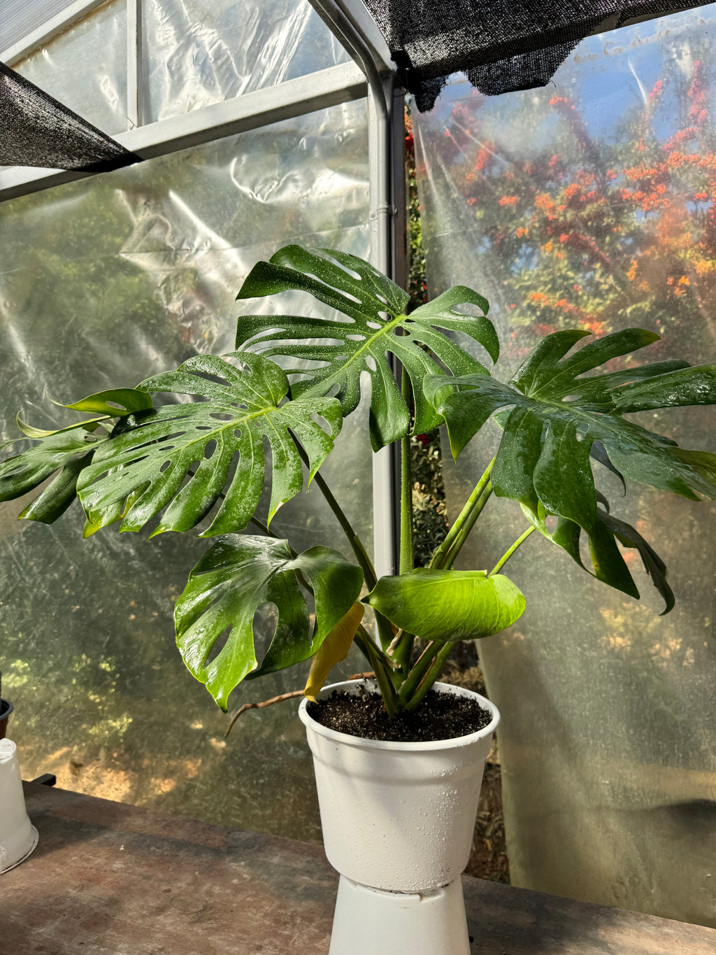 Monstera Deliciosa XL