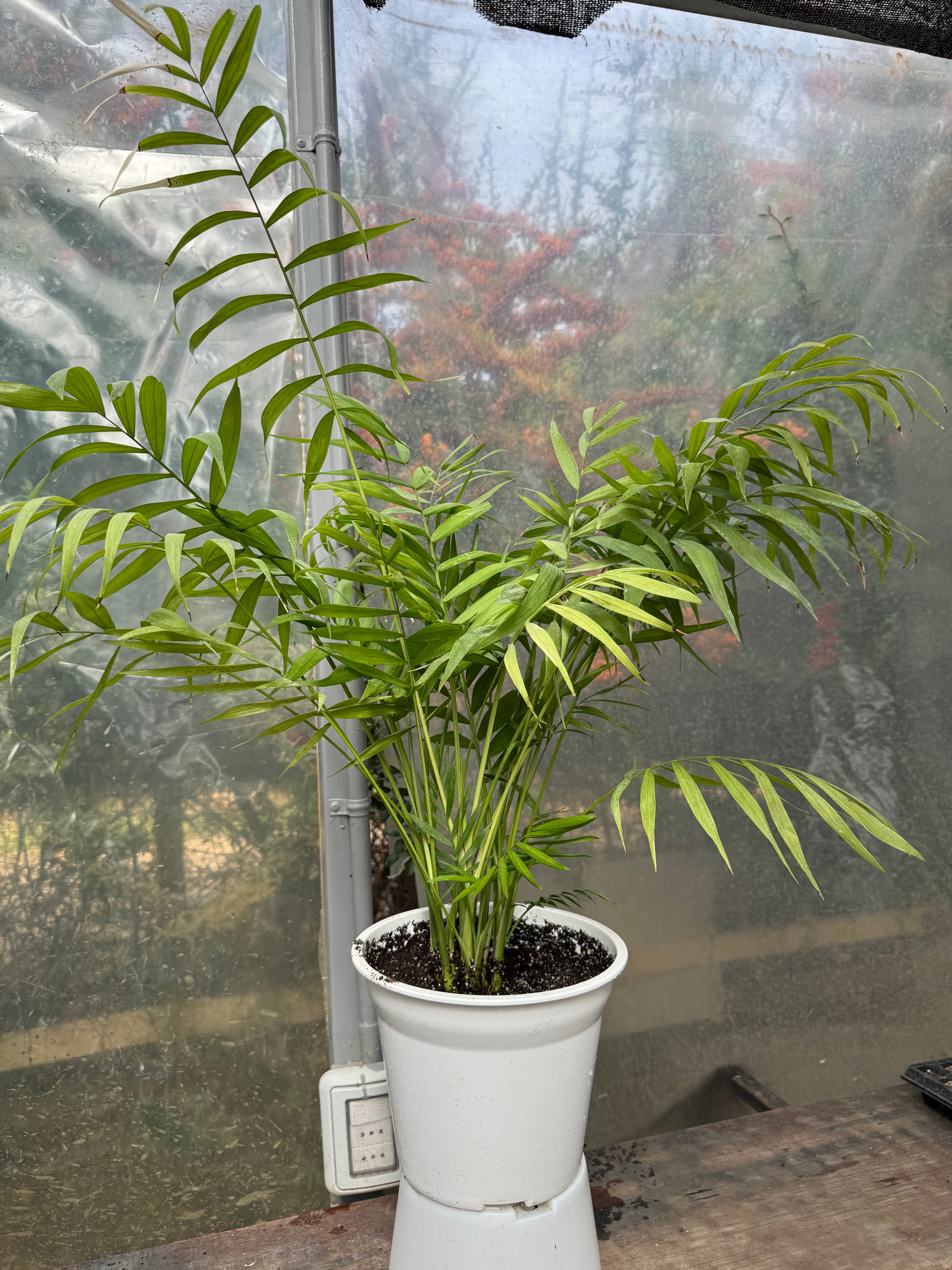 Chamadorea Elegans L