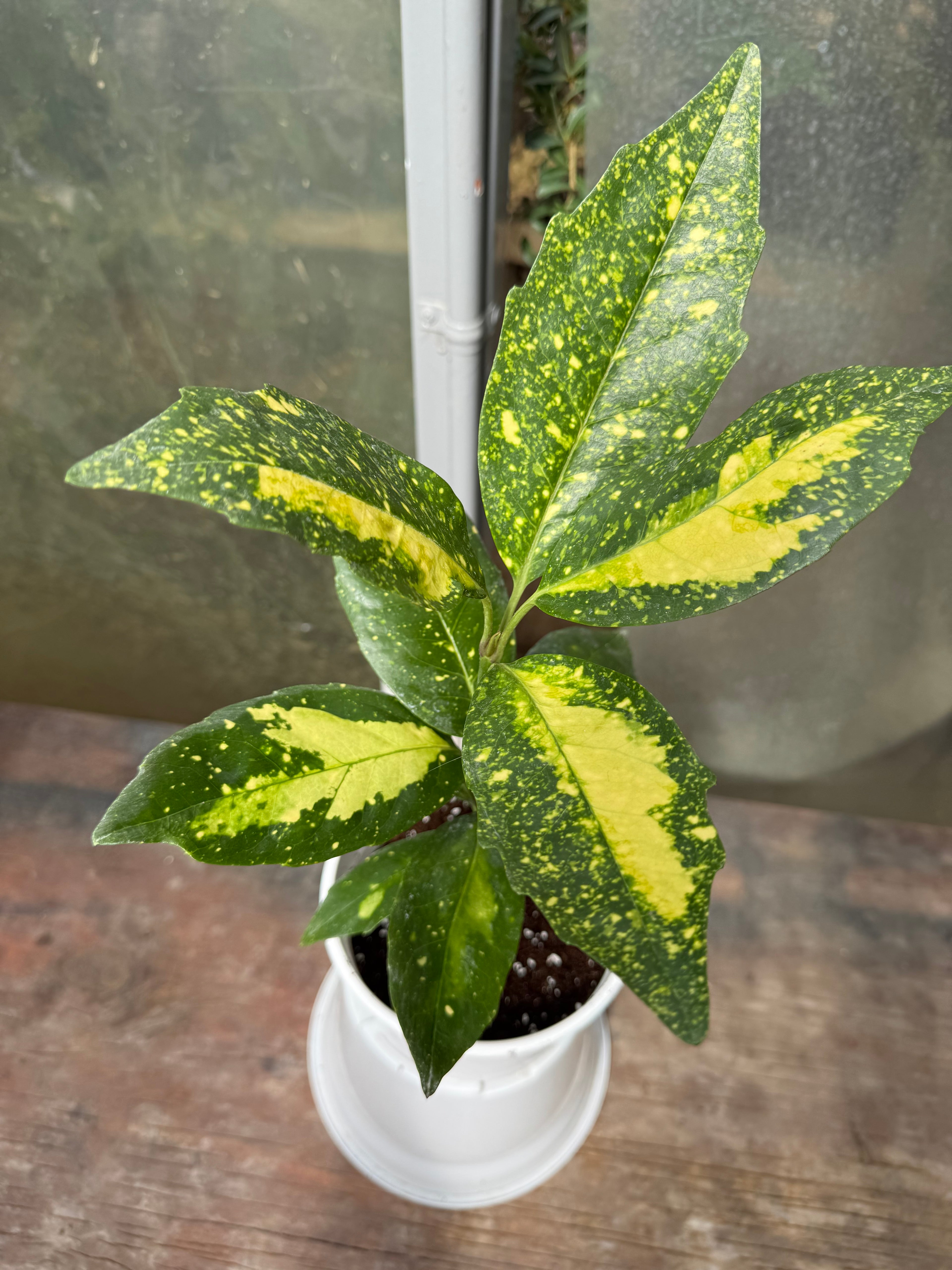 Aucuba