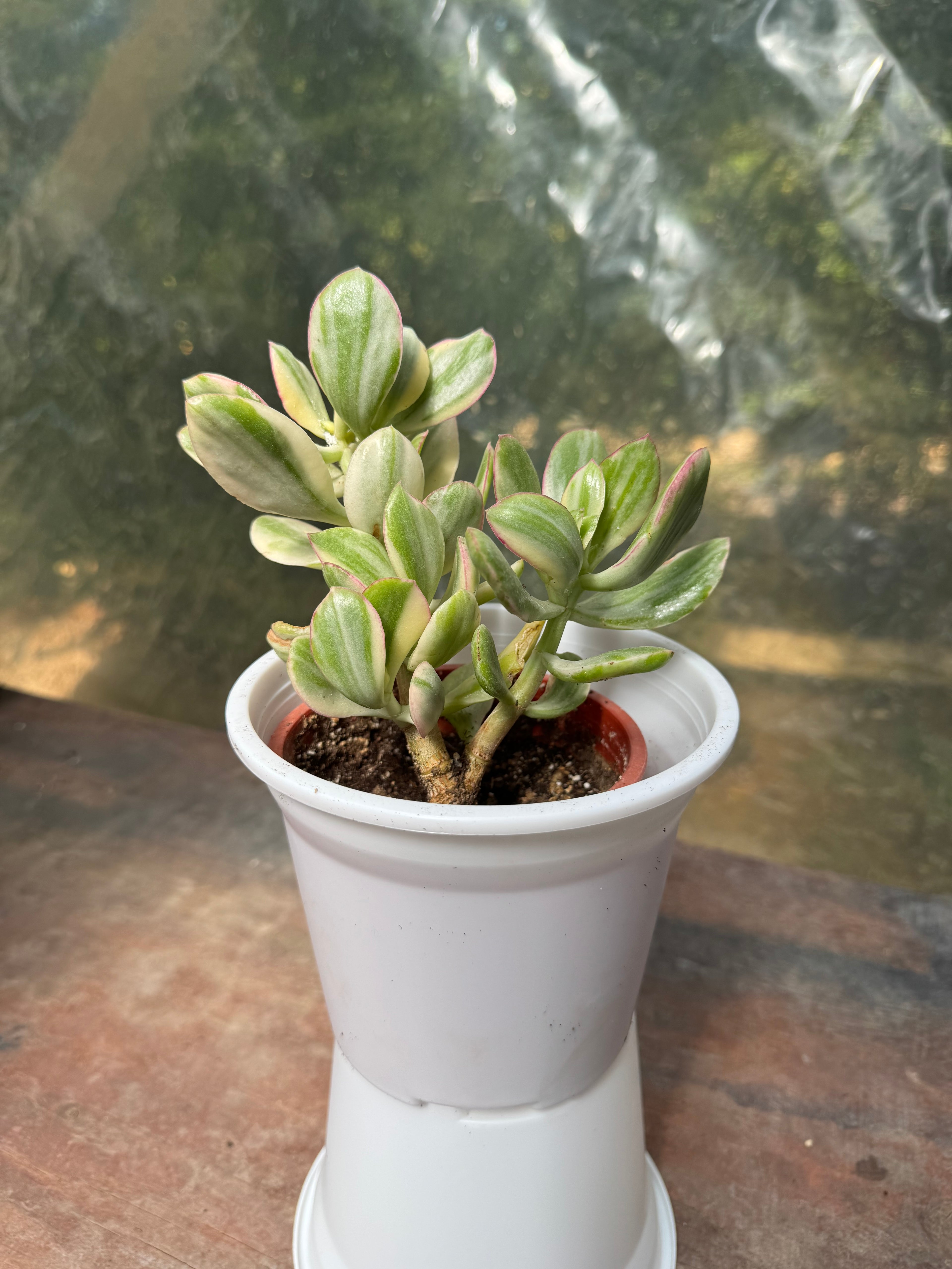 Jade Variegado