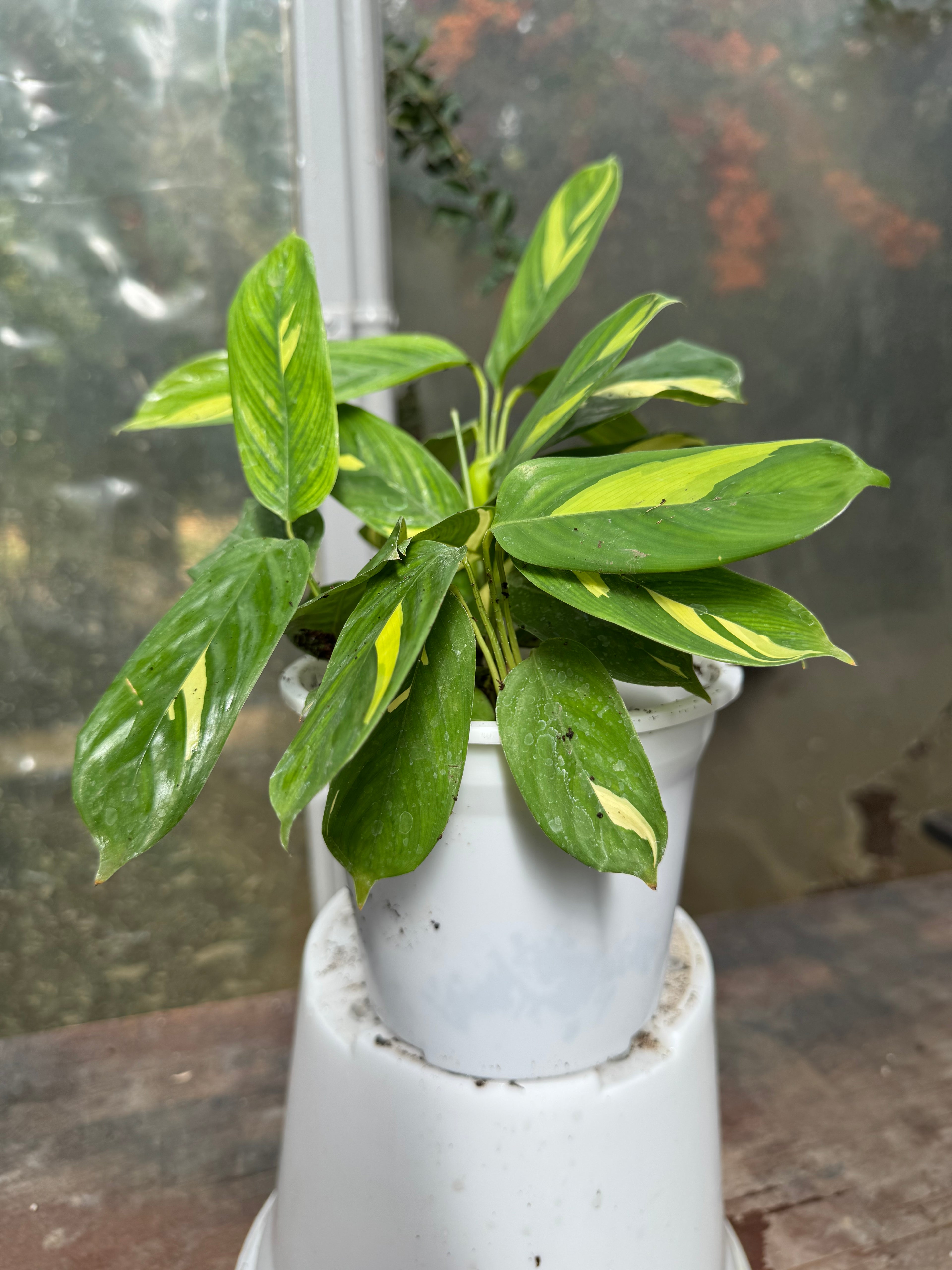 Calathea Lubersianna S