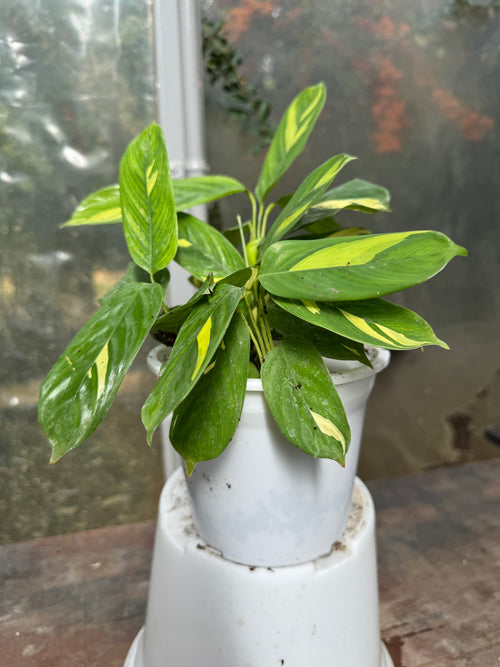 Calathea Lubersianna S
